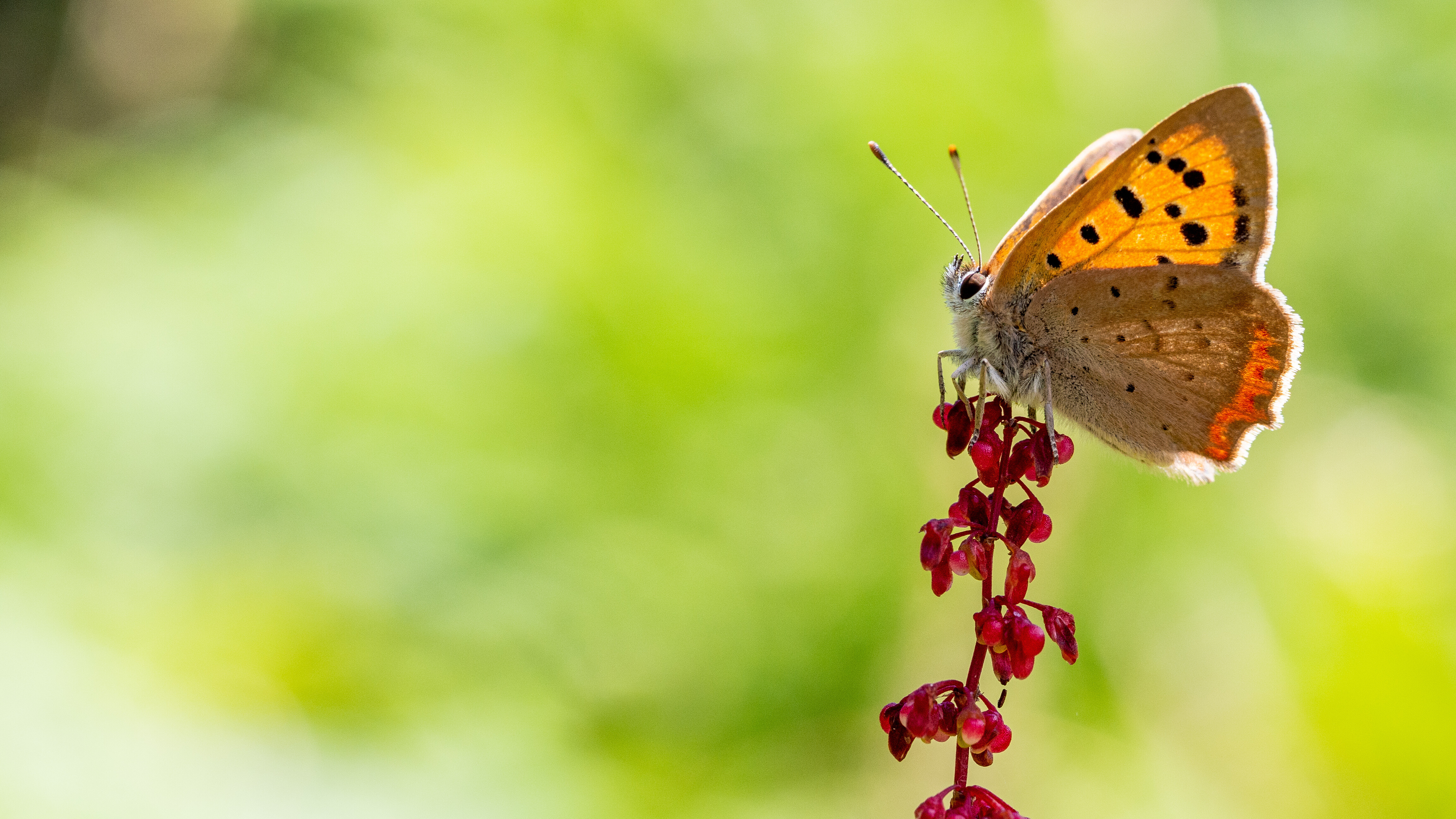 Melhores papéis de parede de Borboleta De Cobre para tela do telefone