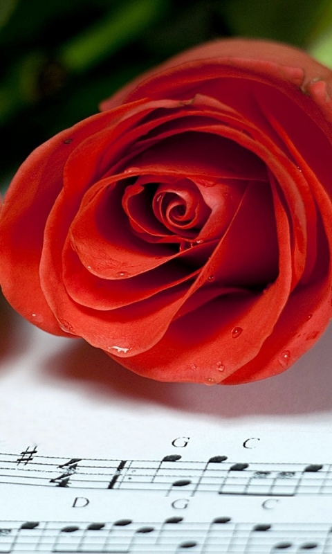 Download mobile wallpaper Flowers, Rose, Earth for free.