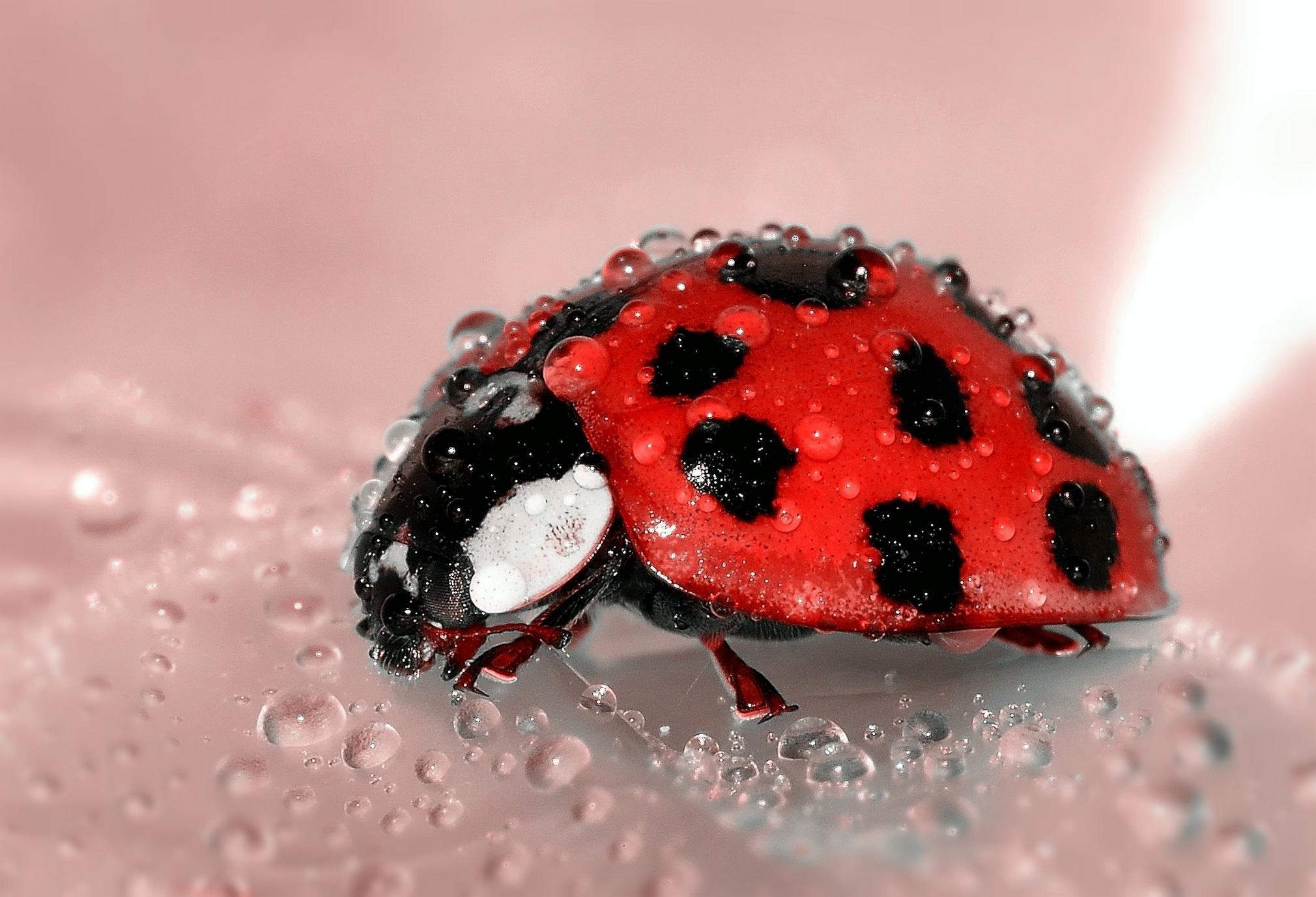 Download mobile wallpaper Ladybird, Ladybug, Macro, Drops, Surface for free.