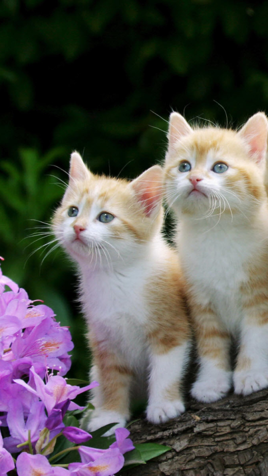 Descarga gratuita de fondo de pantalla para móvil de Animales, Gatos, Gato, Gatito, Lindo, Primavera, Bebe Animal.