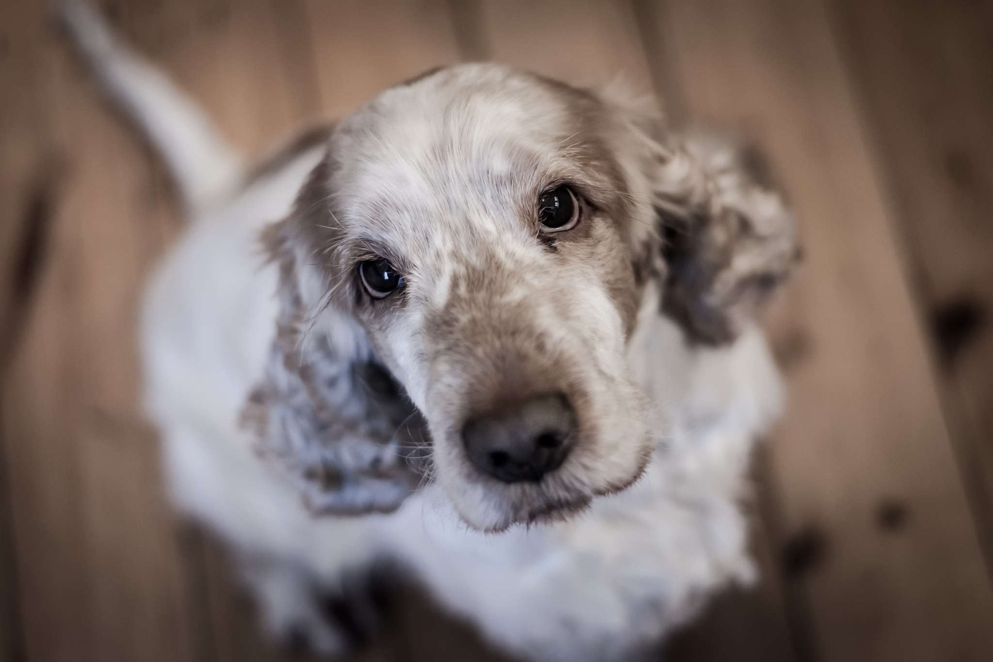 Baixe gratuitamente a imagem Animais, Cães, Cão, Focinho, Olhar Fixamente na área de trabalho do seu PC