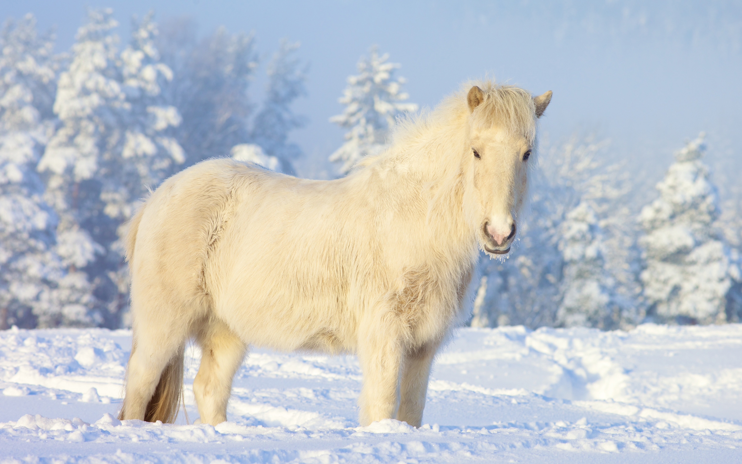 Baixar papel de parede para celular de Animais, Cavalo gratuito.