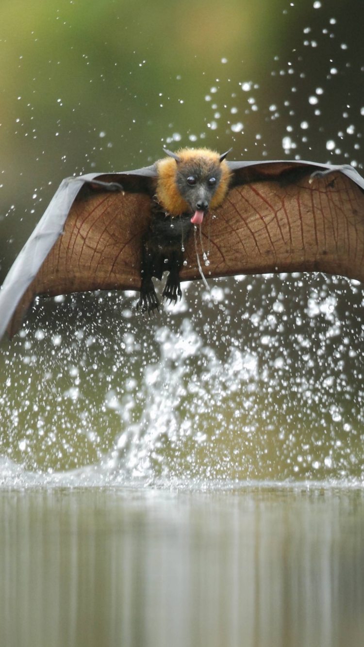 Téléchargez des papiers peints mobile Animaux, Chauve Souris, Des Oiseaux gratuitement.