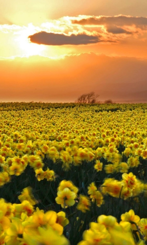 Handy-Wallpaper Blumen, Narzissen, Blume, Erde/natur kostenlos herunterladen.