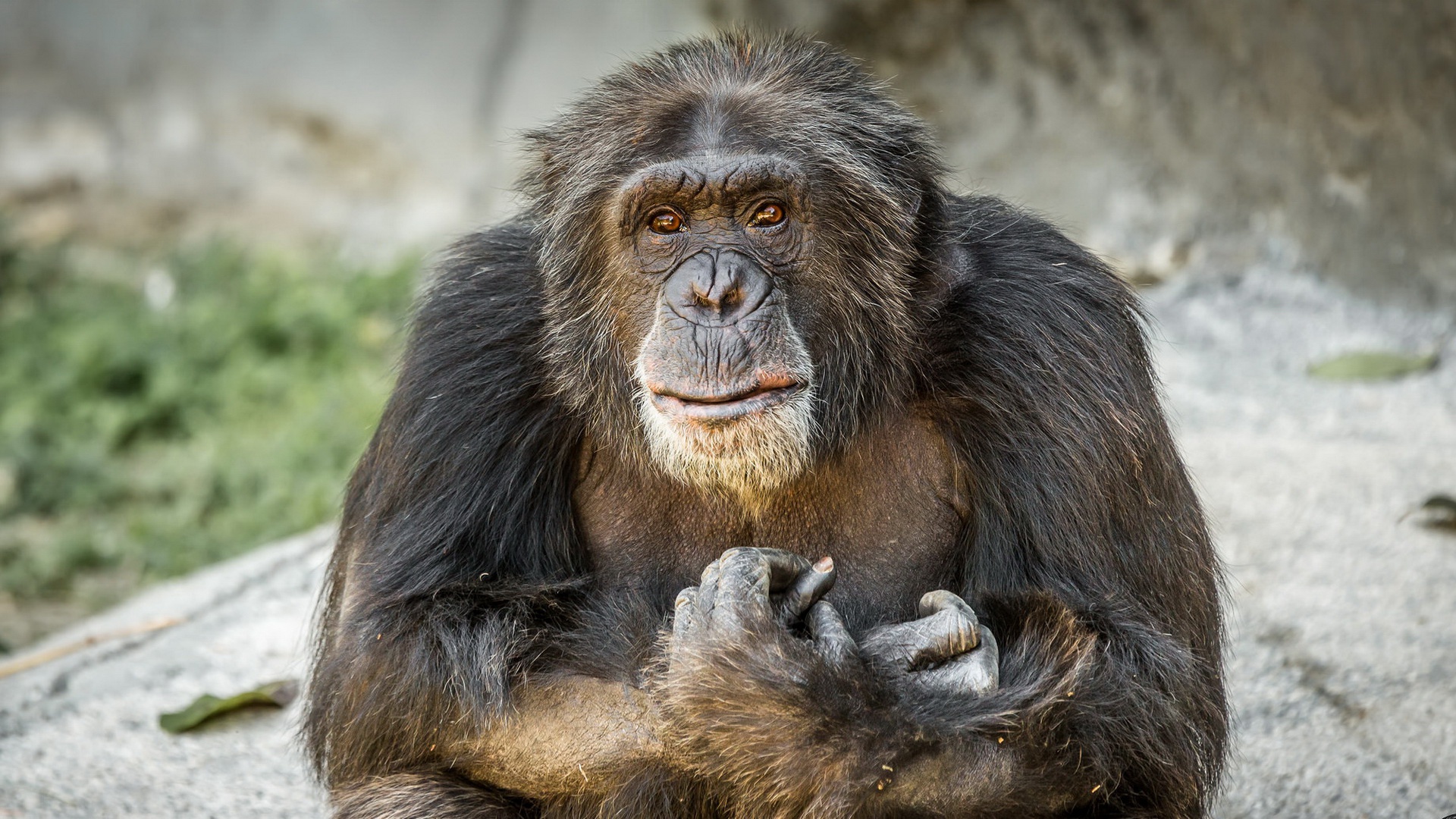 Téléchargez gratuitement l'image Animaux, Singes, Singe, Primate, Chimpanzé sur le bureau de votre PC