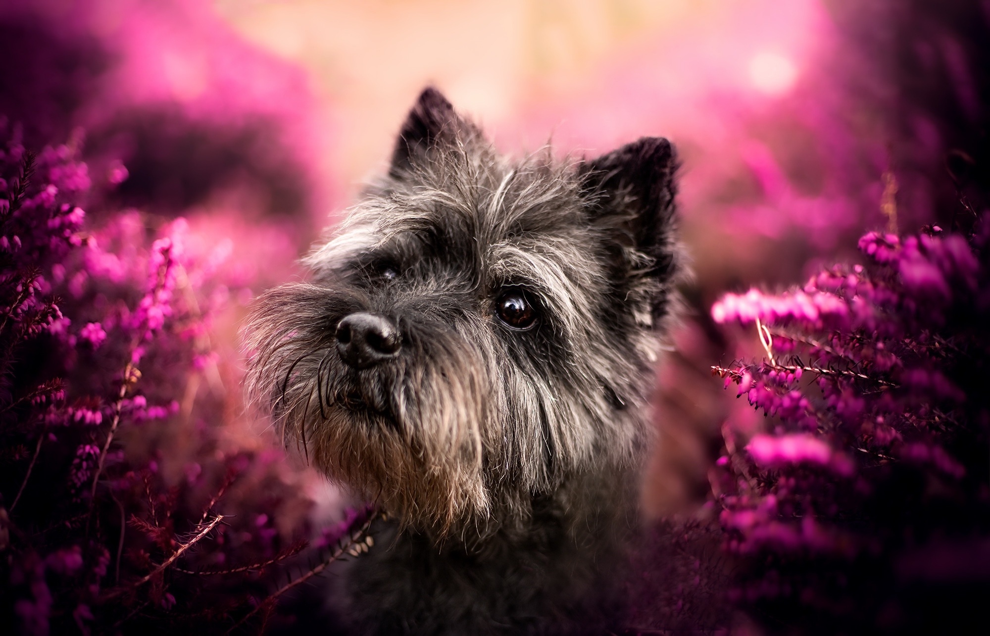 PCデスクトップに動物, 犬, 紫色の花画像を無料でダウンロード