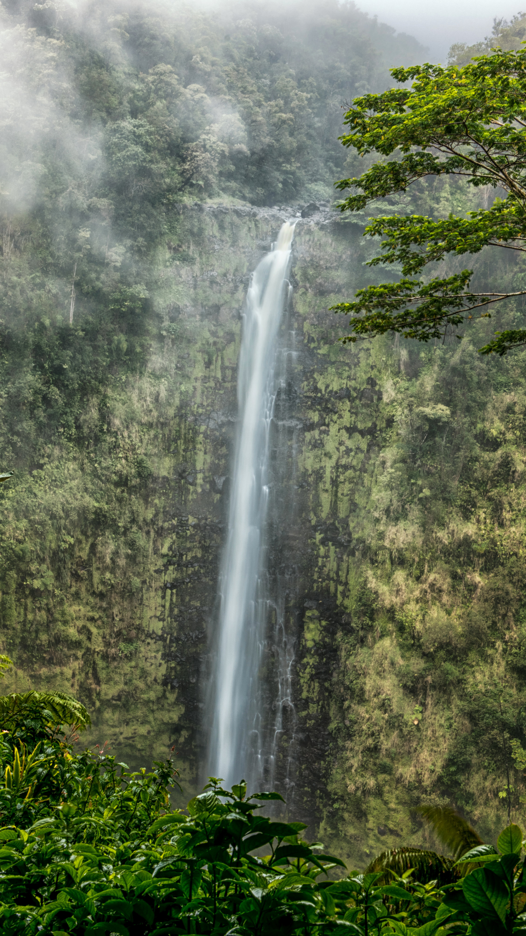 Handy-Wallpaper Wasserfälle, Wasserfall, Wald, Baum, Dschungel, Erde/natur, Urwald kostenlos herunterladen.
