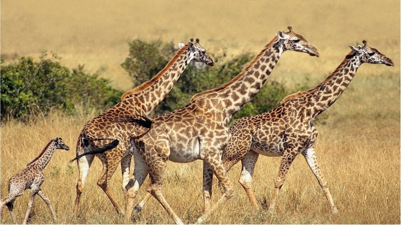 48285 télécharger le fond d'écran girafes, animaux, jaune - économiseurs d'écran et images gratuitement