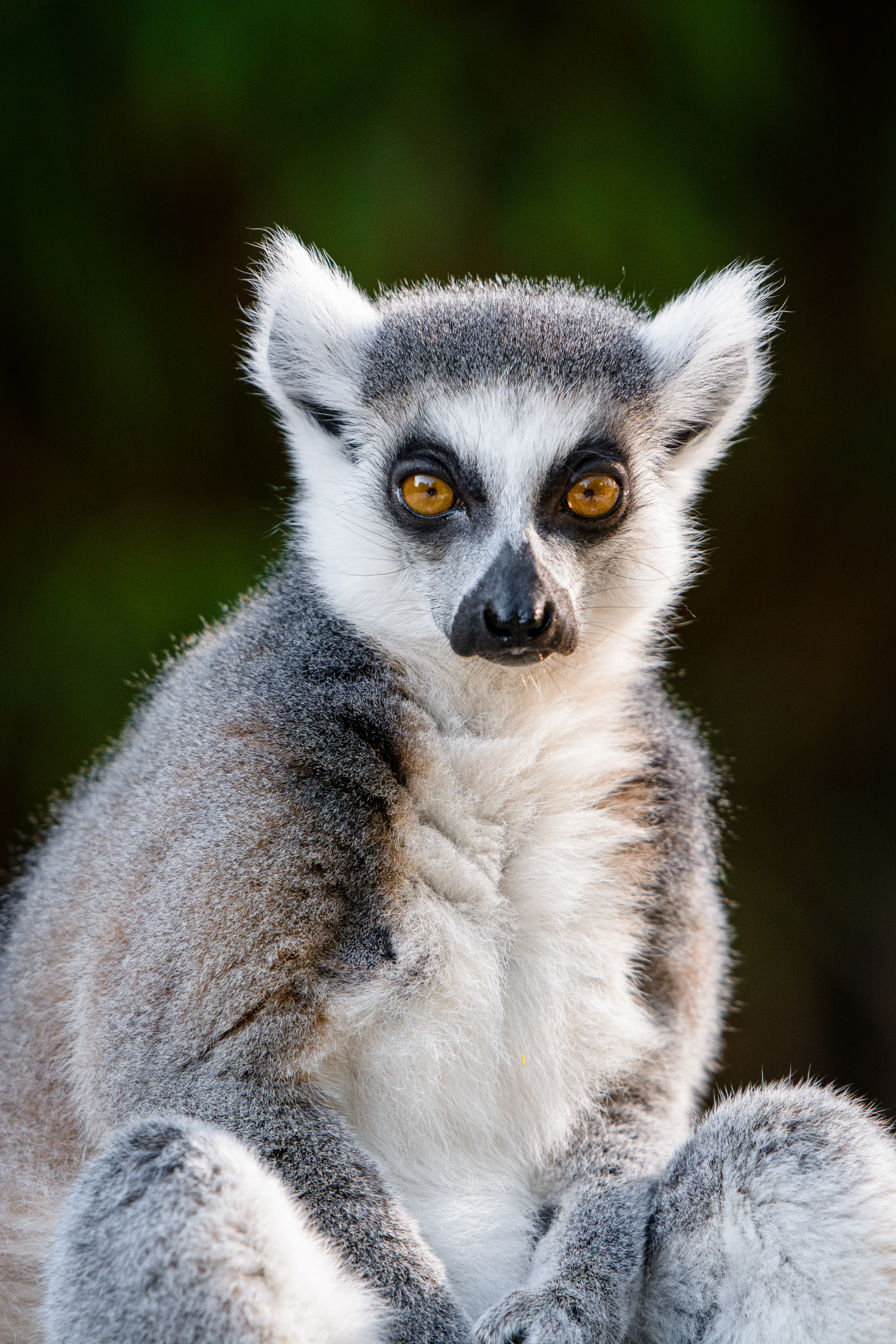 116663 Bild herunterladen tiere, sicht, meinung, wilde natur, wildlife, tier, cool, lemur - Hintergrundbilder und Bildschirmschoner kostenlos