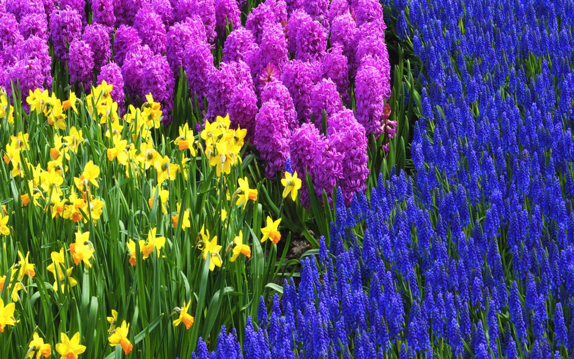 290146 descargar imagen tierra/naturaleza, flor, narciso, jacinto, flores: fondos de pantalla y protectores de pantalla gratis