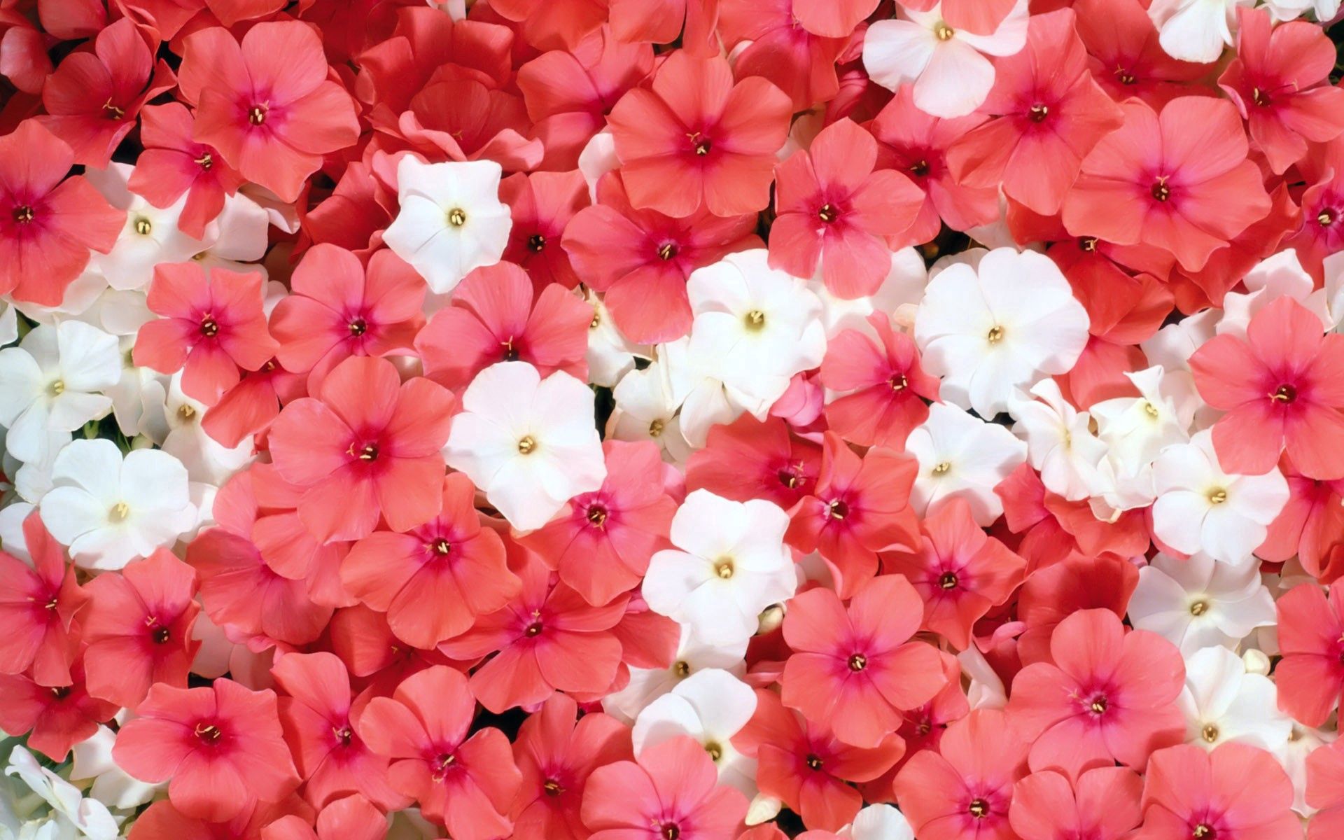 small, flowers, pink, white HD wallpaper
