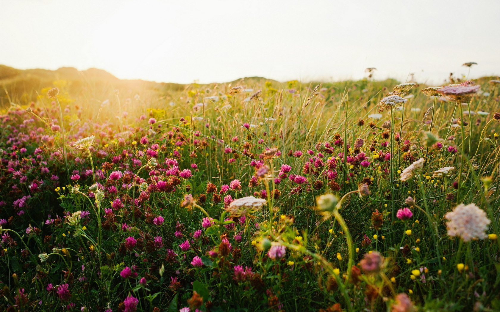 Handy-Wallpaper Blumen, Blume, Erde/natur kostenlos herunterladen.