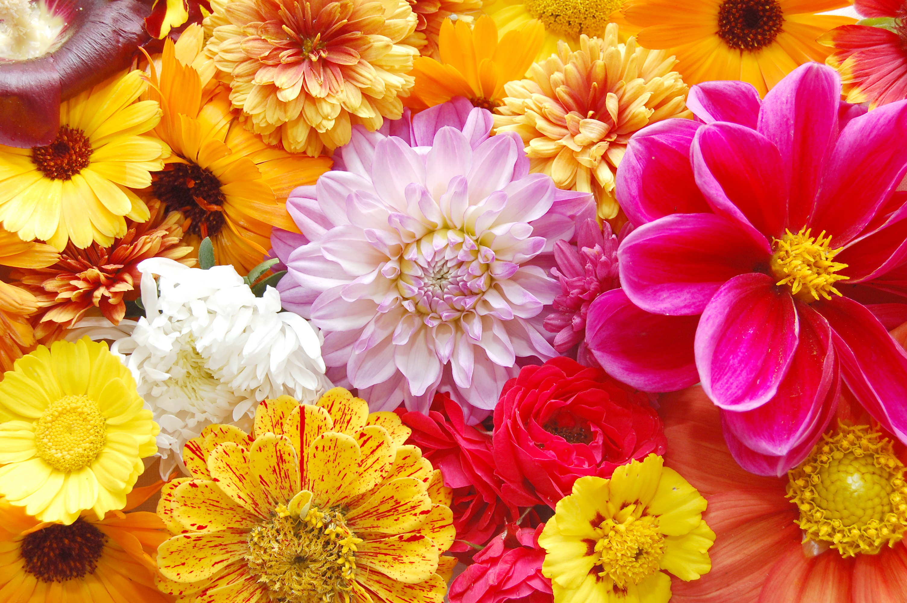 Laden Sie das Blumen, Blume, Farben, Bunt, Gelbe Blume, Erde/natur, Pinke Blume-Bild kostenlos auf Ihren PC-Desktop herunter