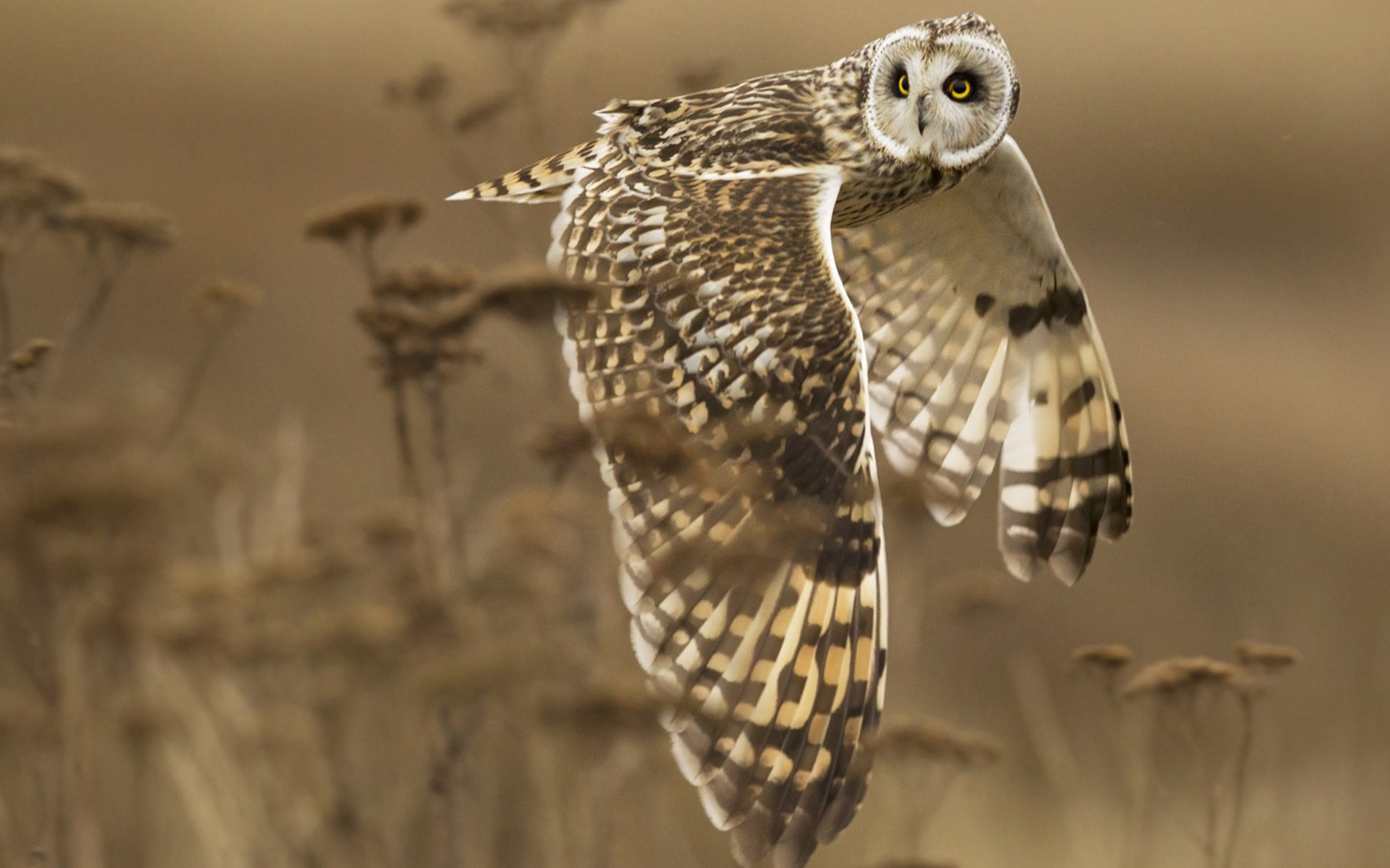 Download mobile wallpaper Owl, Bird, Birds, Animal for free.