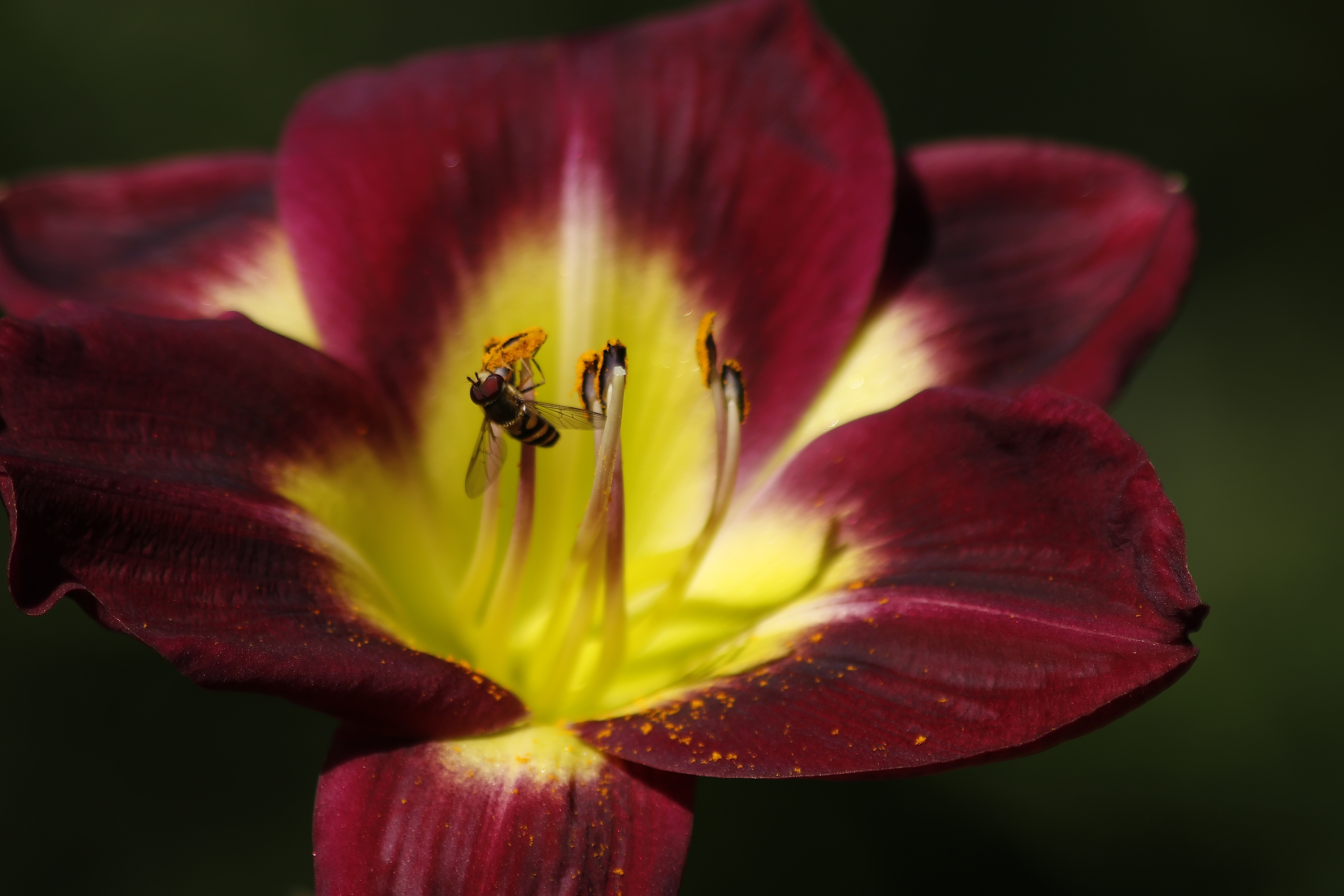 macro, petals, bee, tulip, pollination HD wallpaper