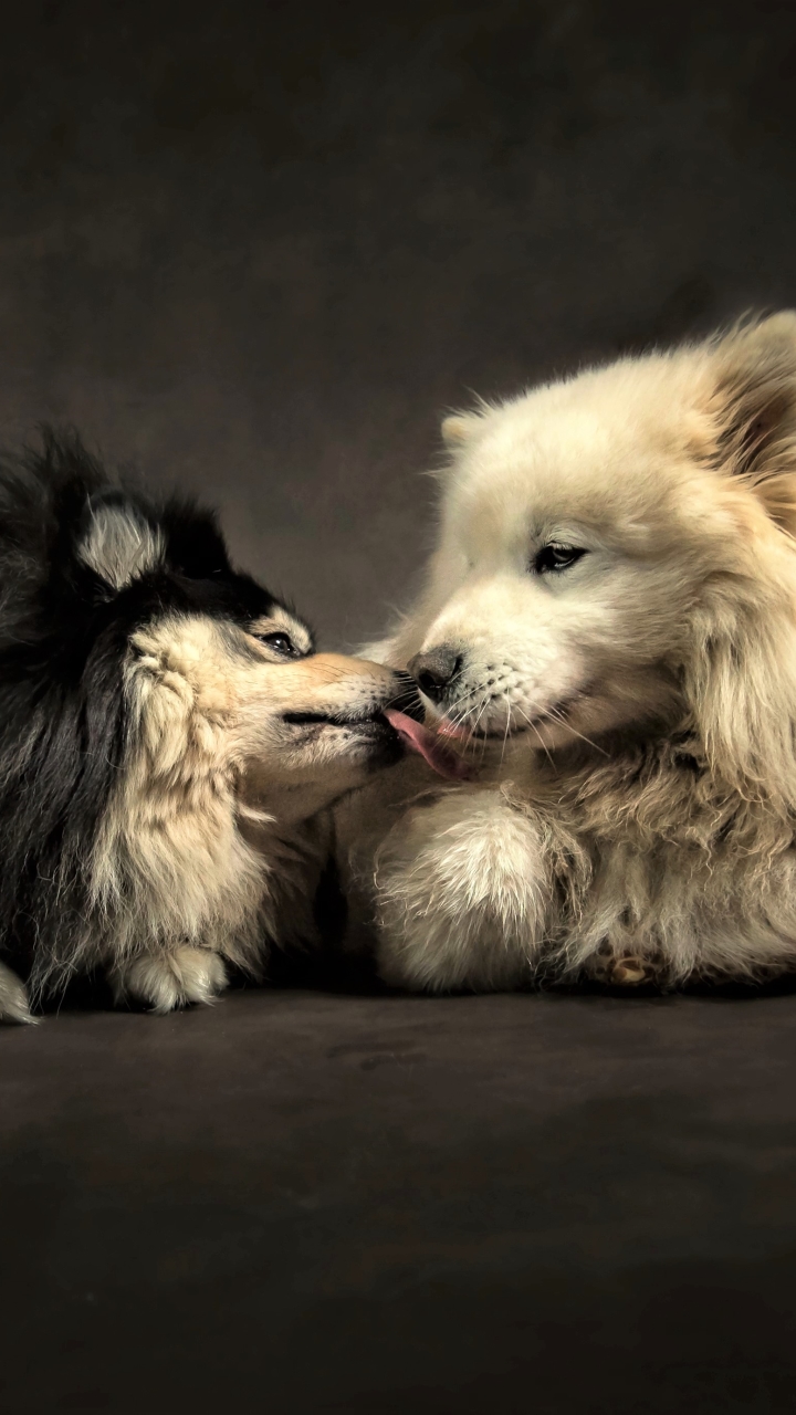 1174001 Hintergrundbild herunterladen tiere, hund, süß, liebe, freund, kuss, hunde - Bildschirmschoner und Bilder kostenlos