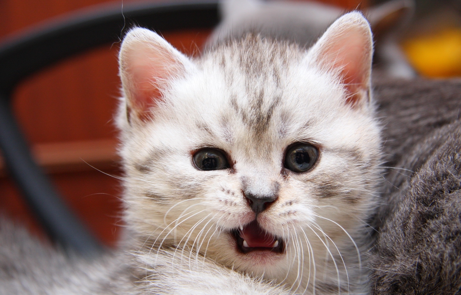 Baixe gratuitamente a imagem Animais, Gatos, Engraçado na área de trabalho do seu PC