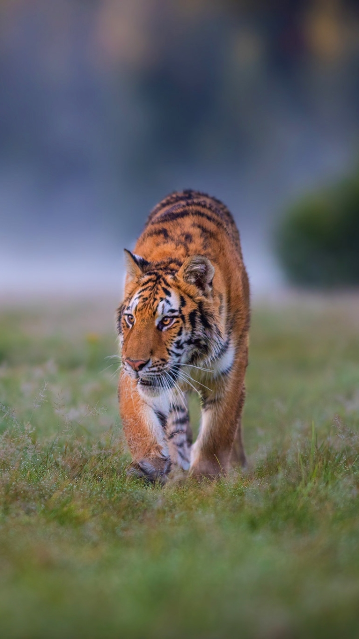 Téléchargez des papiers peints mobile Animaux, Chats, Tigre gratuitement.