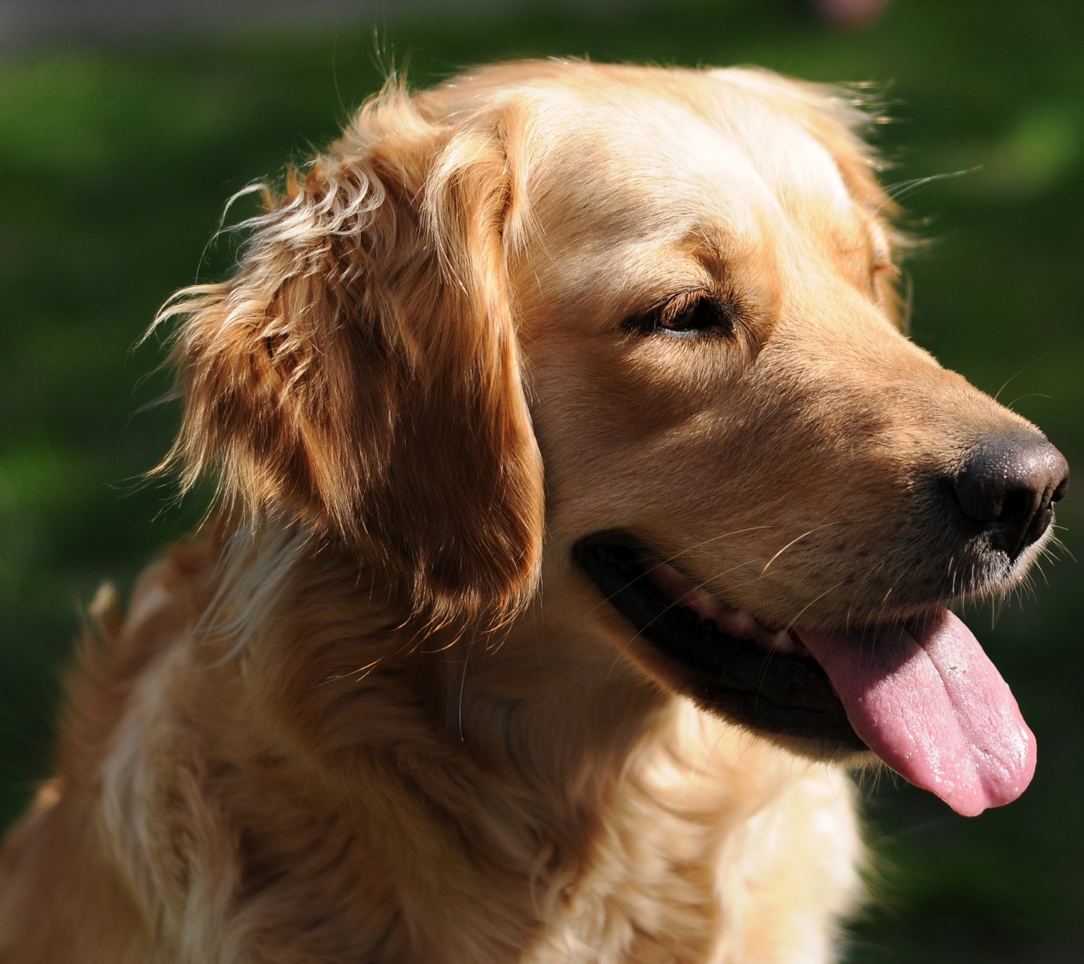 Download mobile wallpaper Dogs, Dog, Animal, Portrait, Golden Retriever for free.