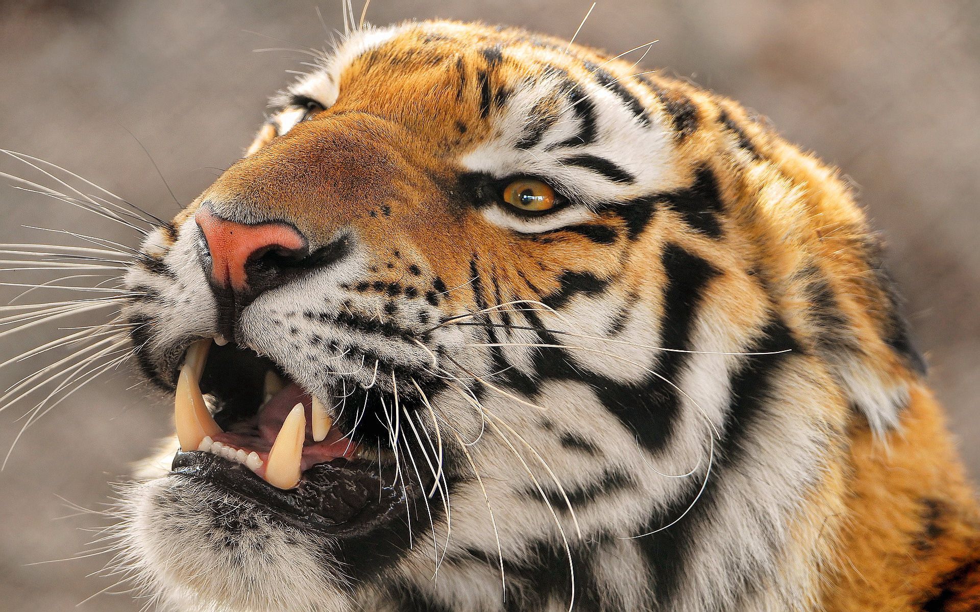 Free download wallpaper Animals, Muzzle, Predator, Tiger on your PC desktop