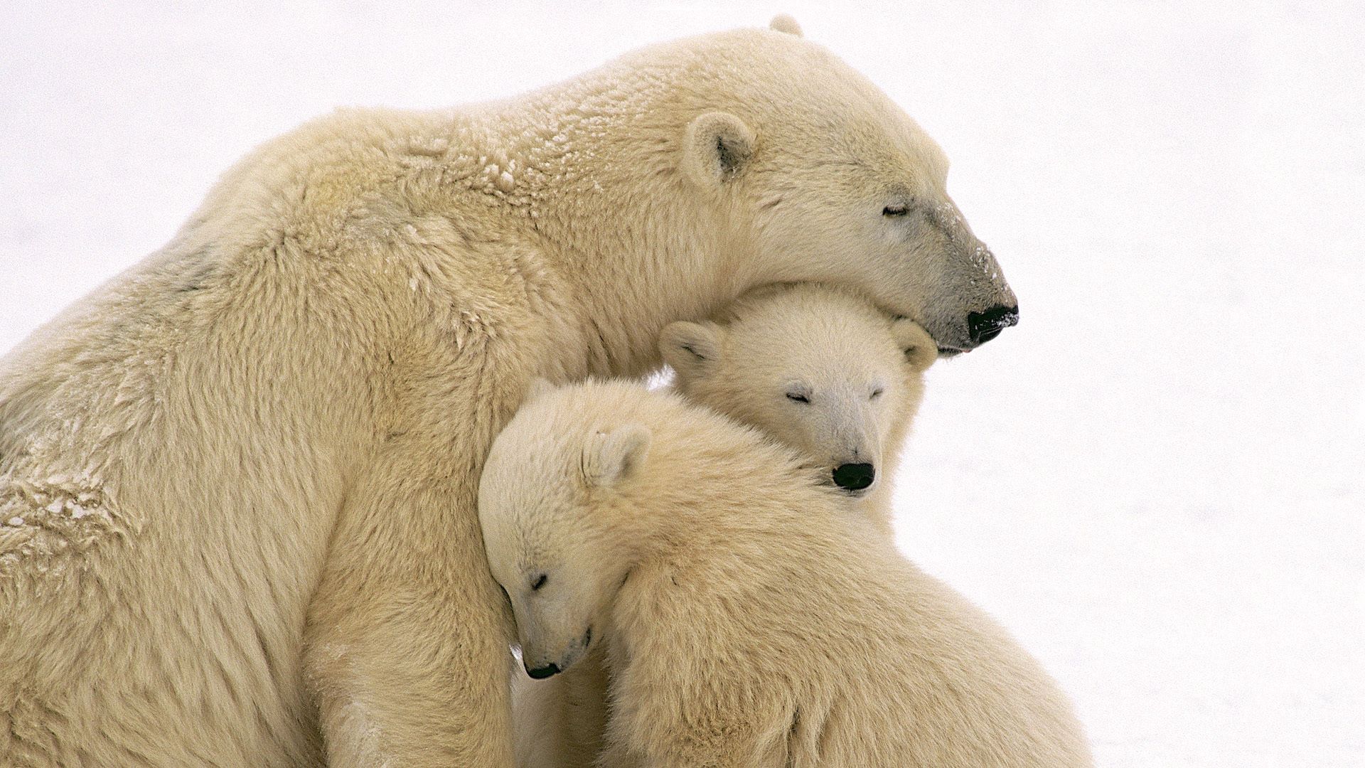 polar bears, animals, young, family, care, cubs, white bears