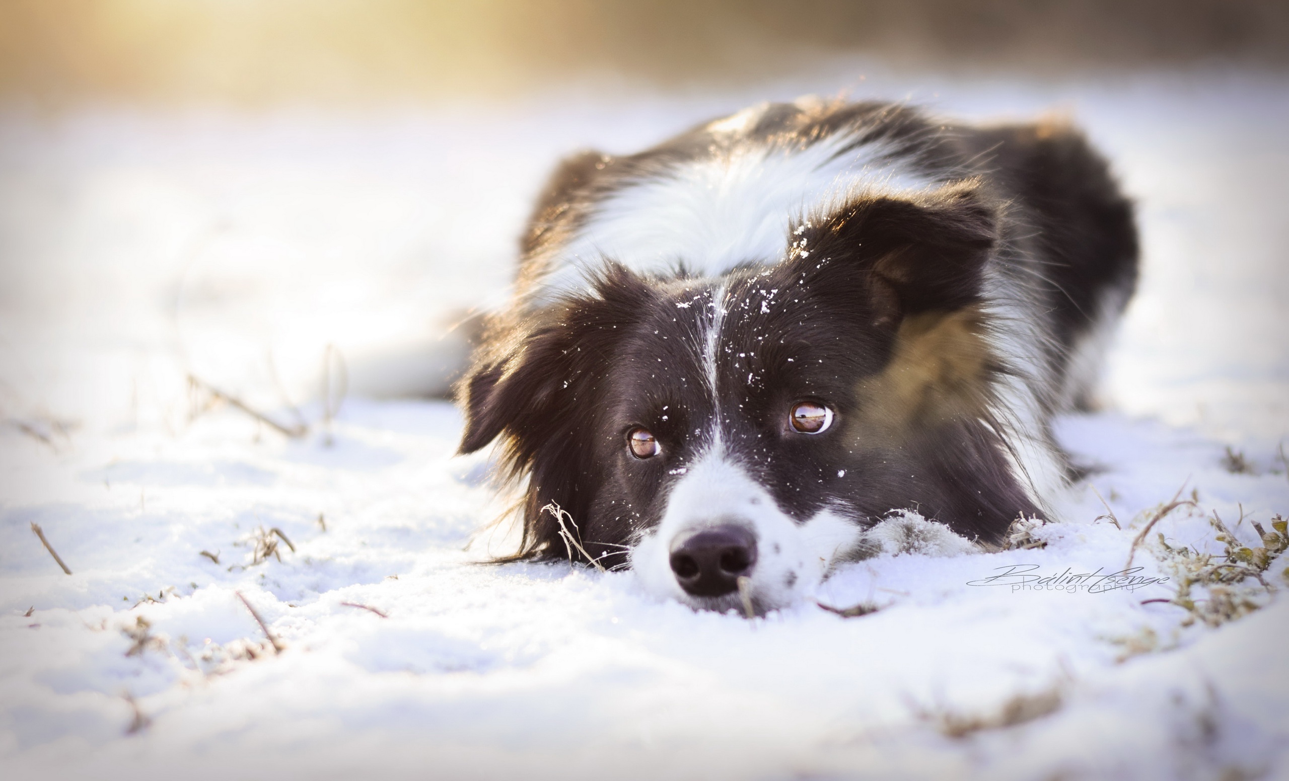 Handy-Wallpaper Tiere, Winter, Hunde, Schnee, Hund, Border Collie kostenlos herunterladen.