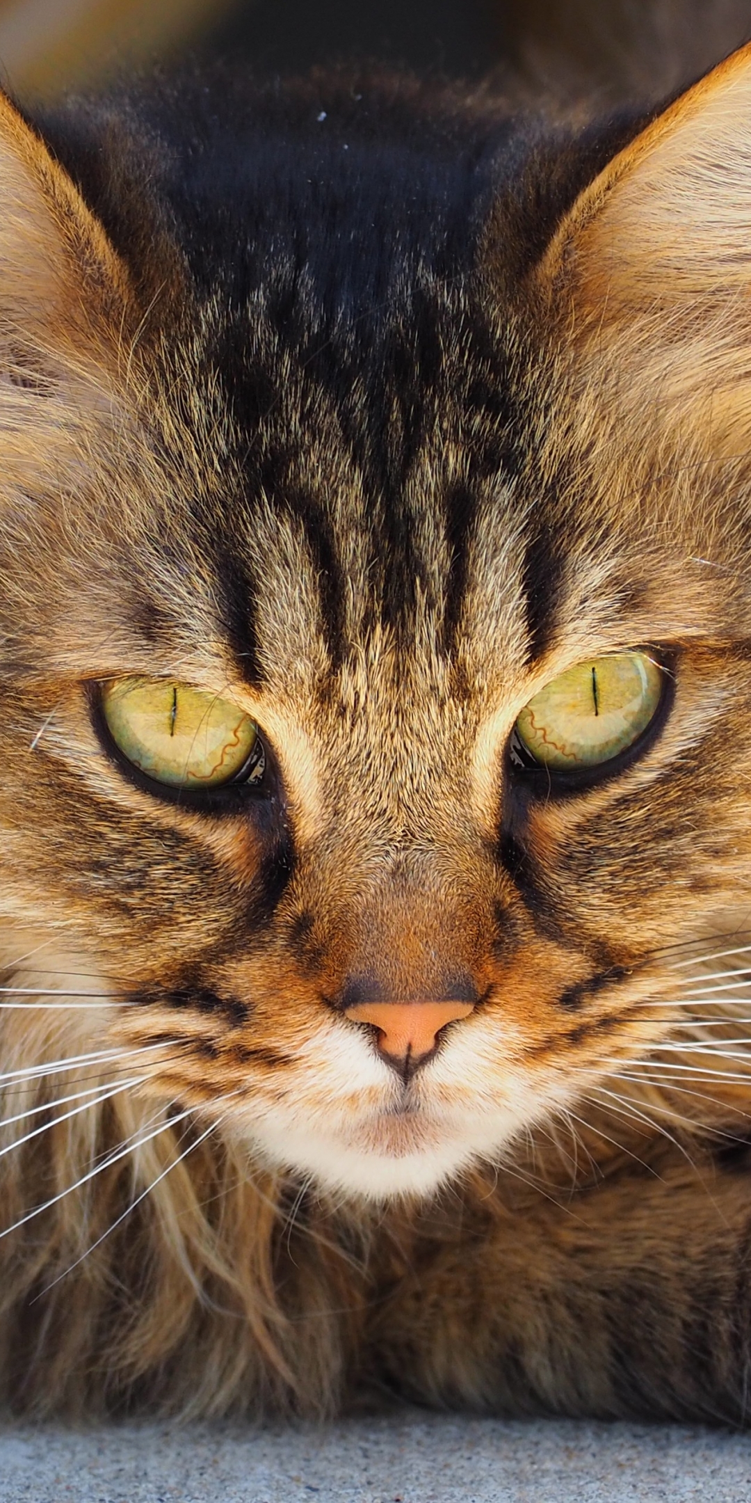 Download mobile wallpaper Cats, Cat, Animal, Face, Eye for free.