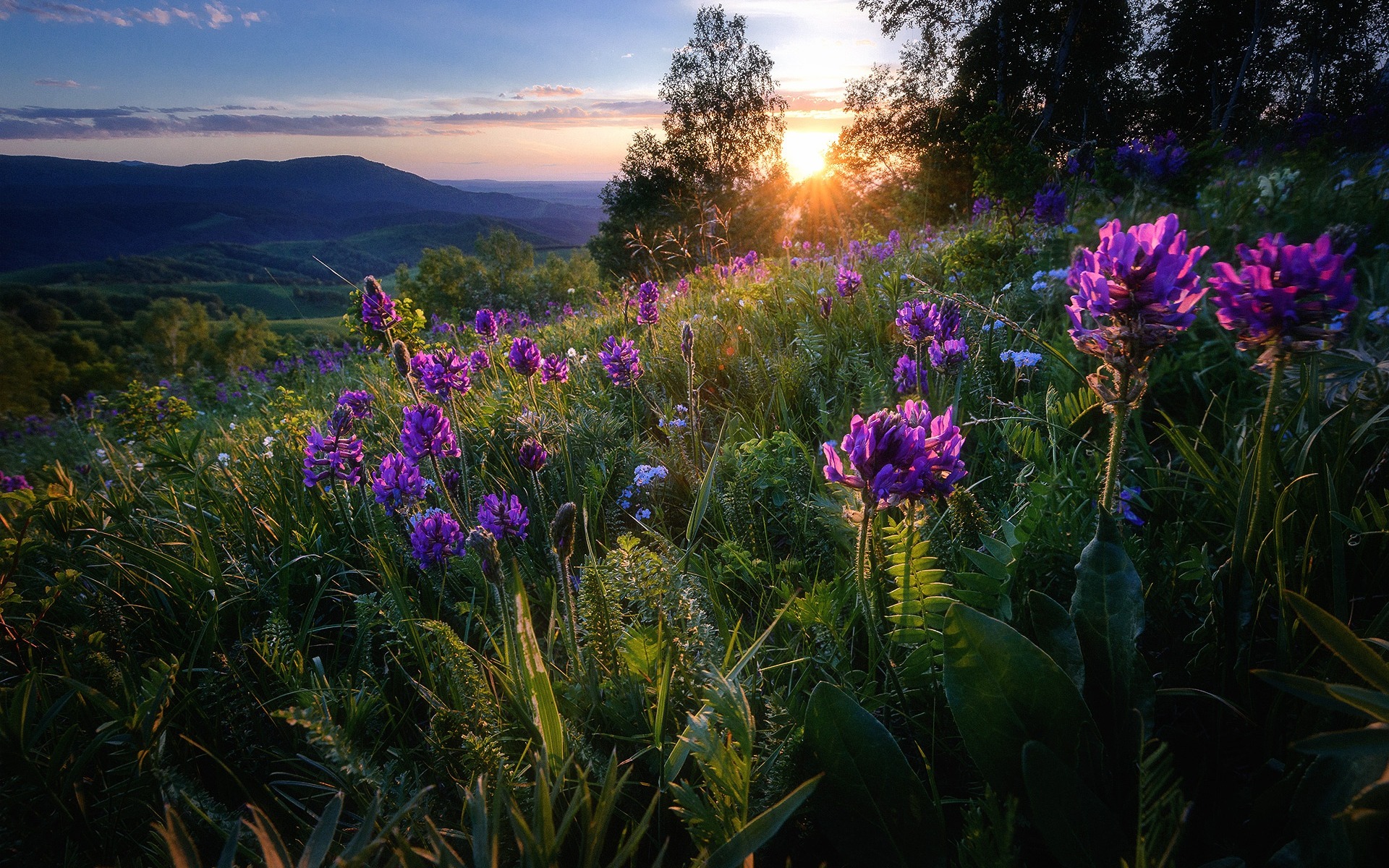 Download mobile wallpaper Flowers, Sunset, Grass, Mountain, Flower, Earth, Meadow, Sunbeam for free.