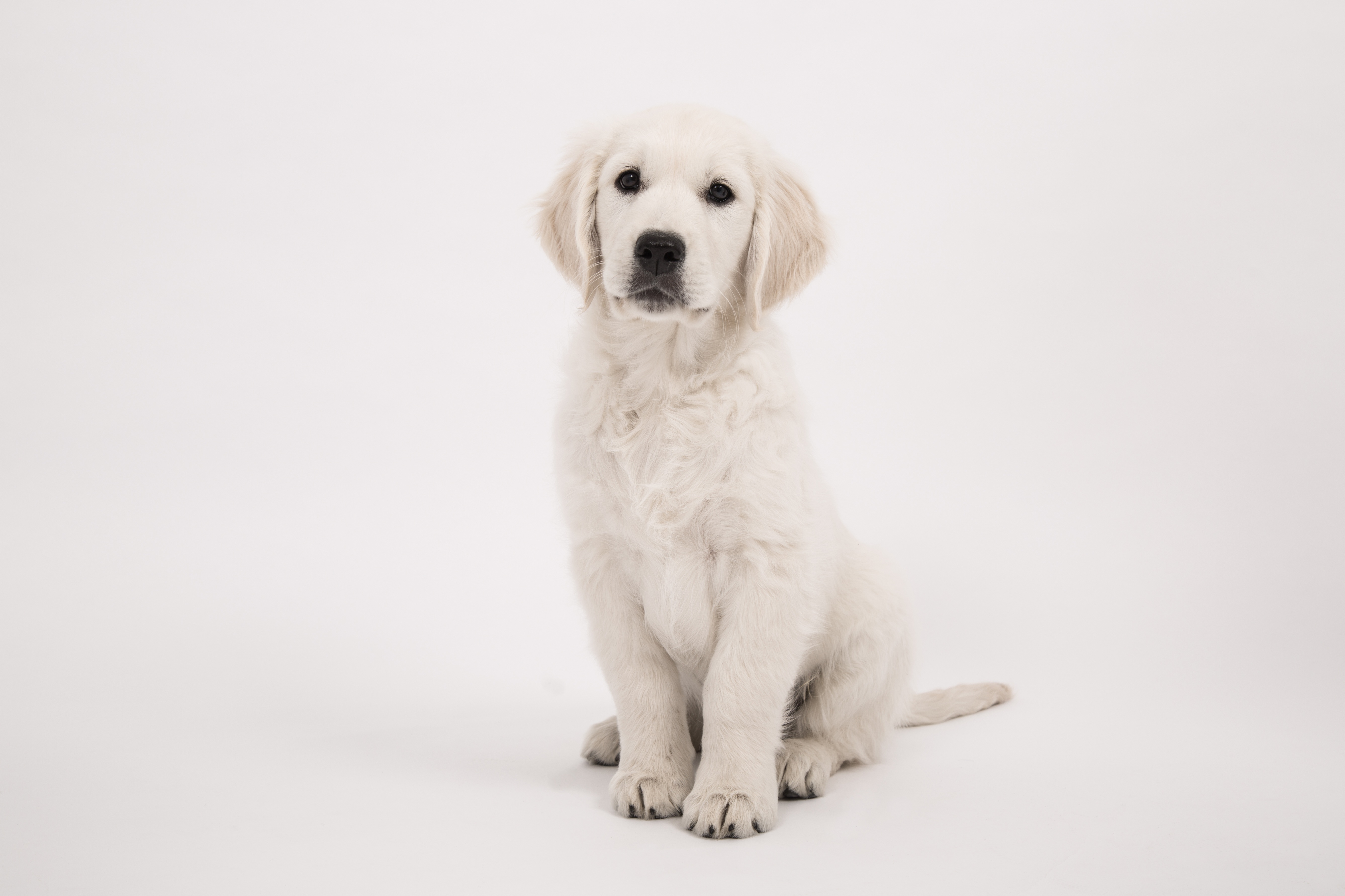 Handy-Wallpaper Tiere, Hunde, Hund, Welpen, Golden Retriever, Tierbaby kostenlos herunterladen.