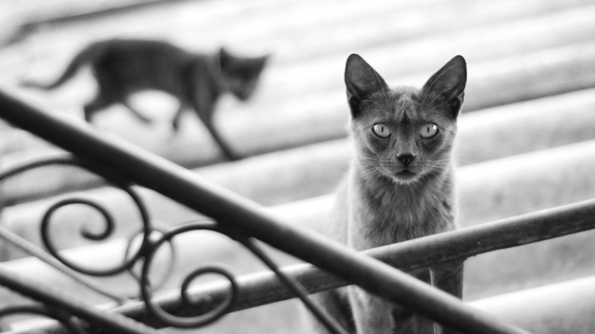 black and white, animals, silhouette, cat, kitty, kitten, blur, smooth, shadow, grey, steps, railings, handrail