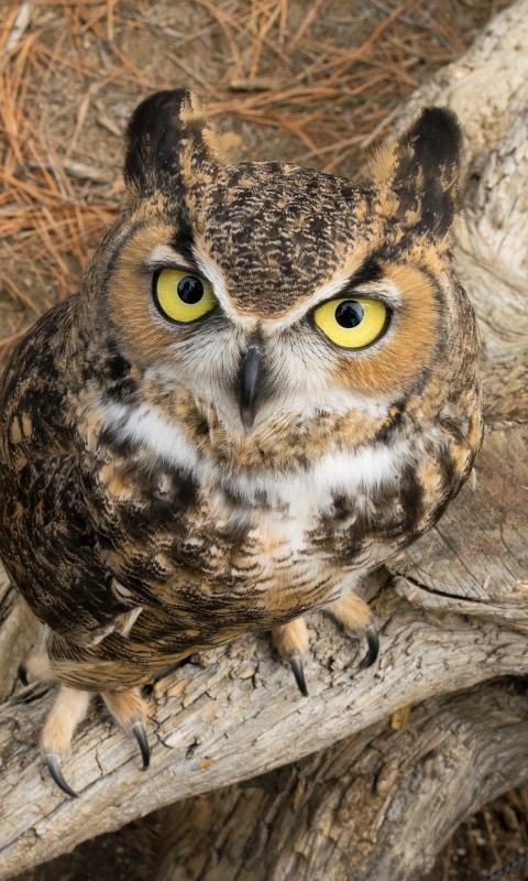 無料モバイル壁紙動物, 鳥, フクロウをダウンロードします。