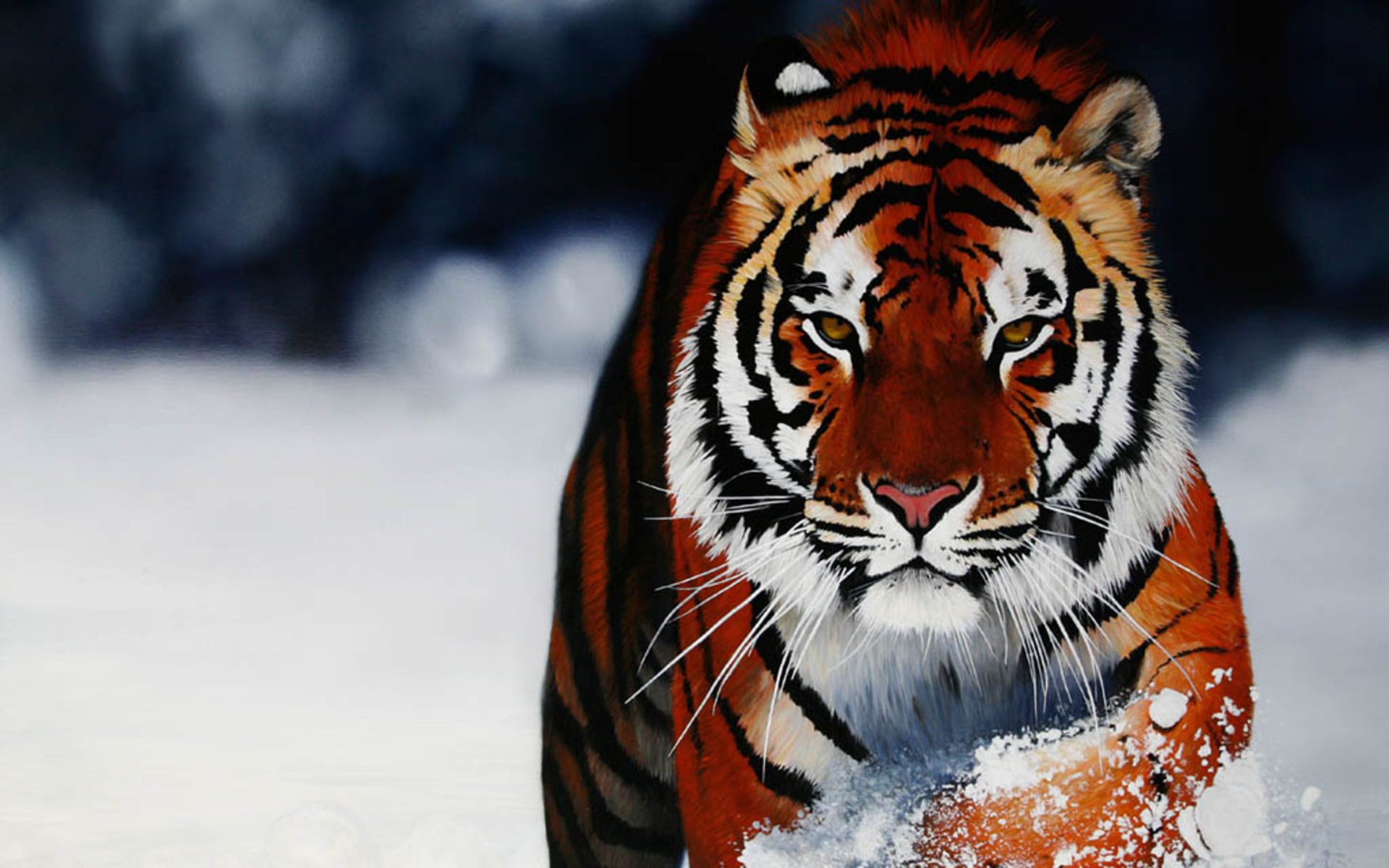 siberian tiger, animal, tiger, close up, painting, snow, cats