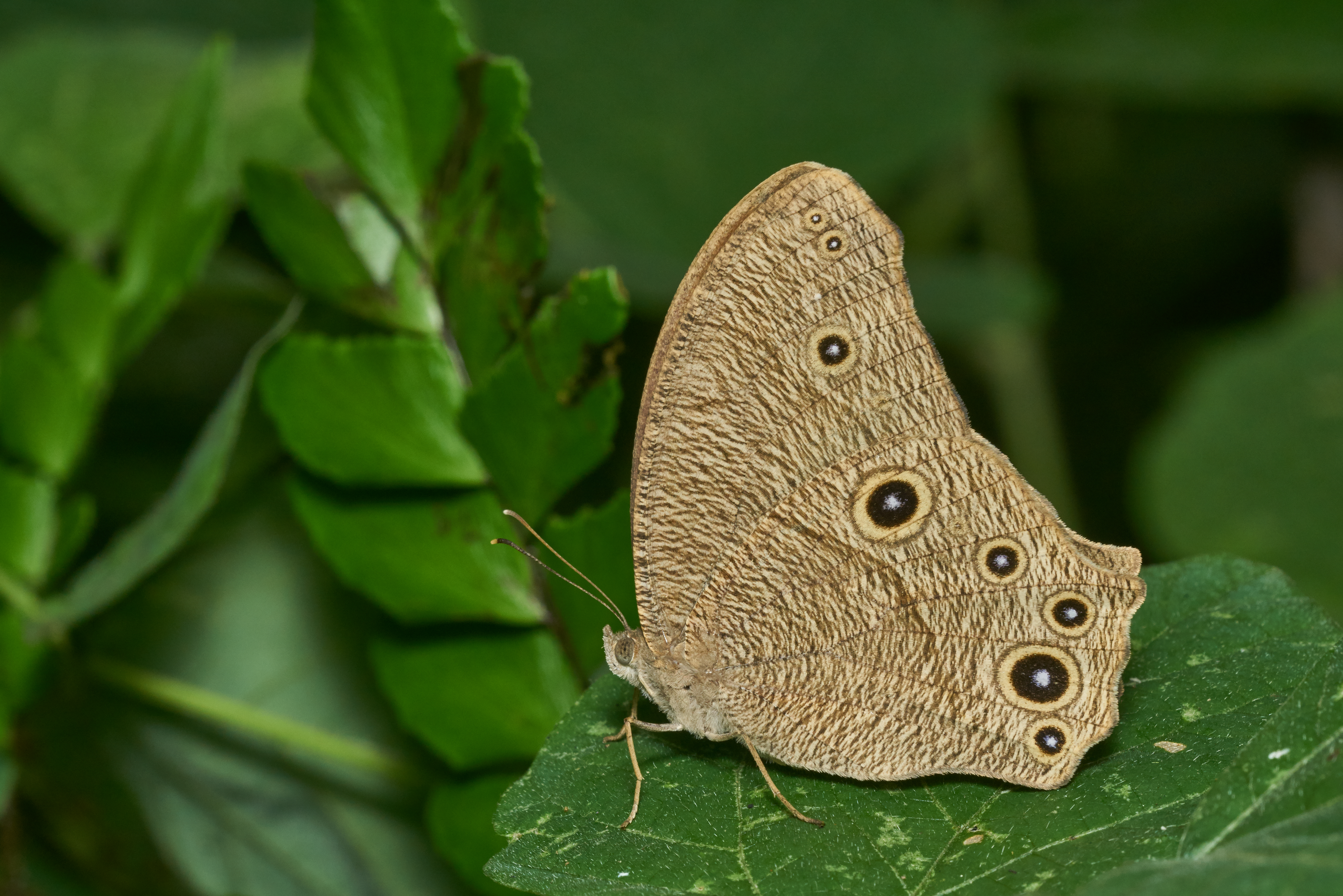 Melhores papéis de parede de Castanho Noite Comum para tela do telefone