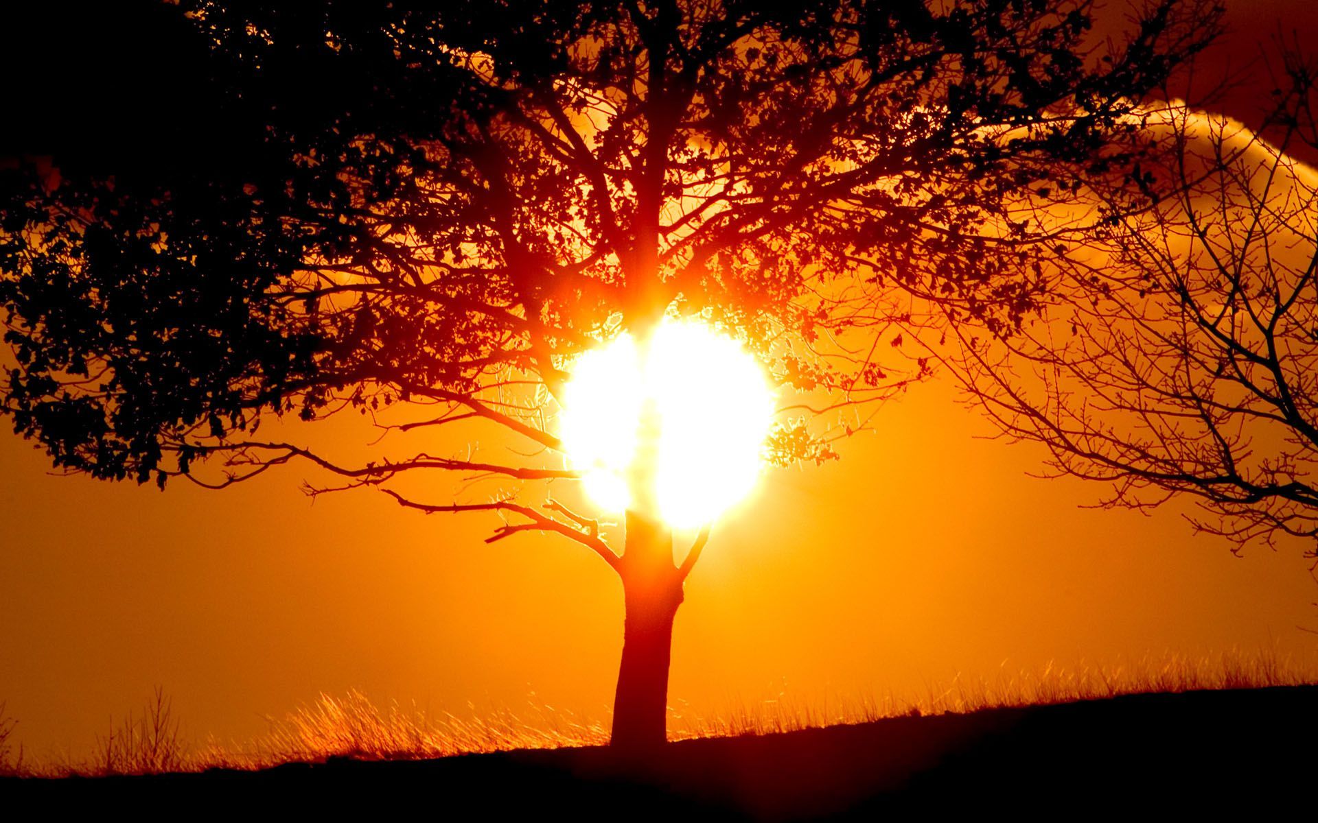 Laden Sie das Natur, Bäume, Sunset, Landschaft-Bild kostenlos auf Ihren PC-Desktop herunter