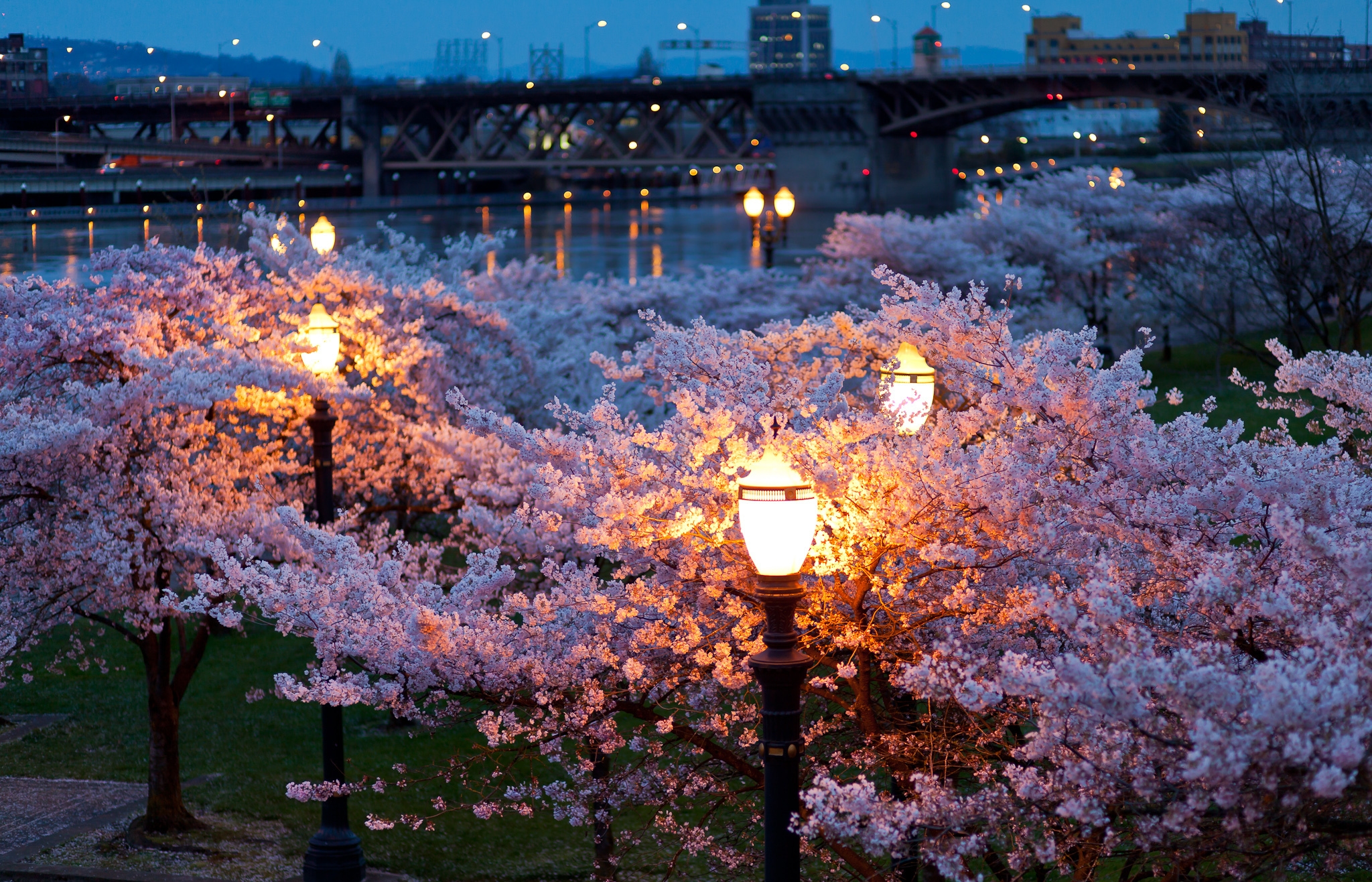 bloom, evening, cities, rivers, bridges, trees, night, city, lights, park, lanterns, color, spring HD wallpaper