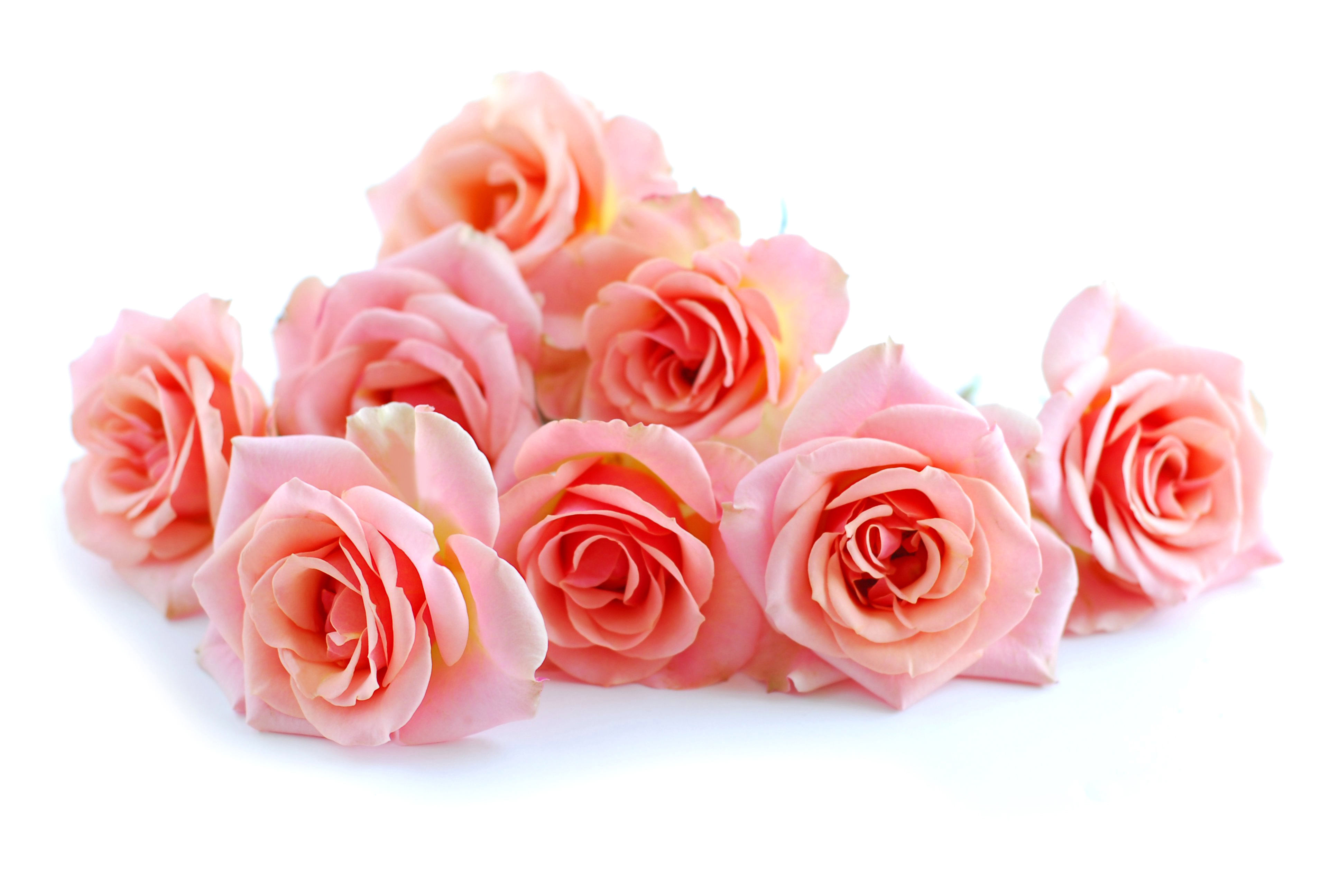 Handy-Wallpaper Blume, Rose, Erde, Menschengemacht, Pinke Blume, Pinke Rose kostenlos herunterladen.