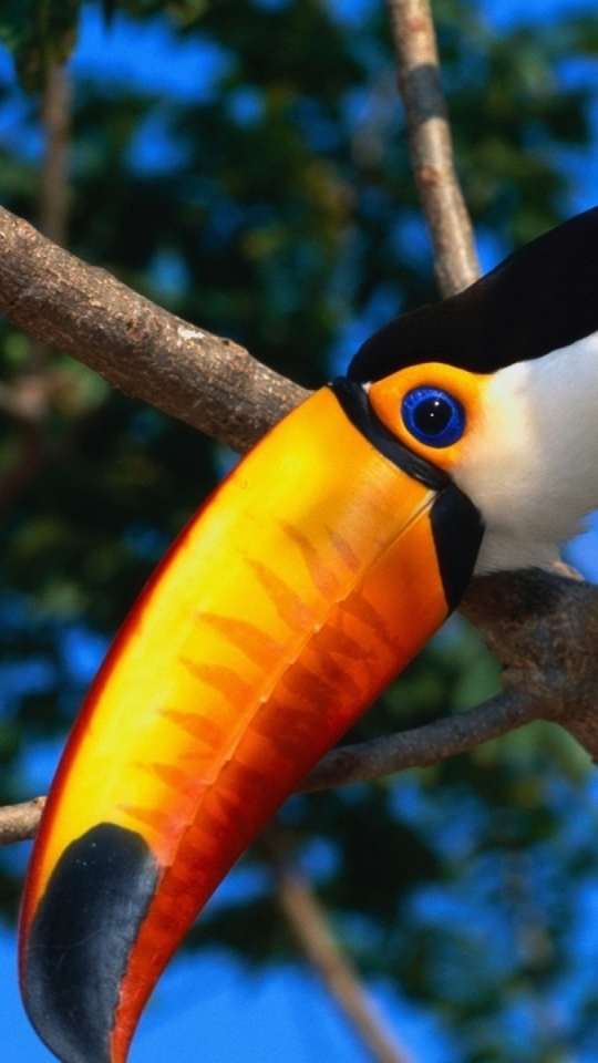 Descarga gratuita de fondo de pantalla para móvil de Animales, Aves, Tucán Toco.