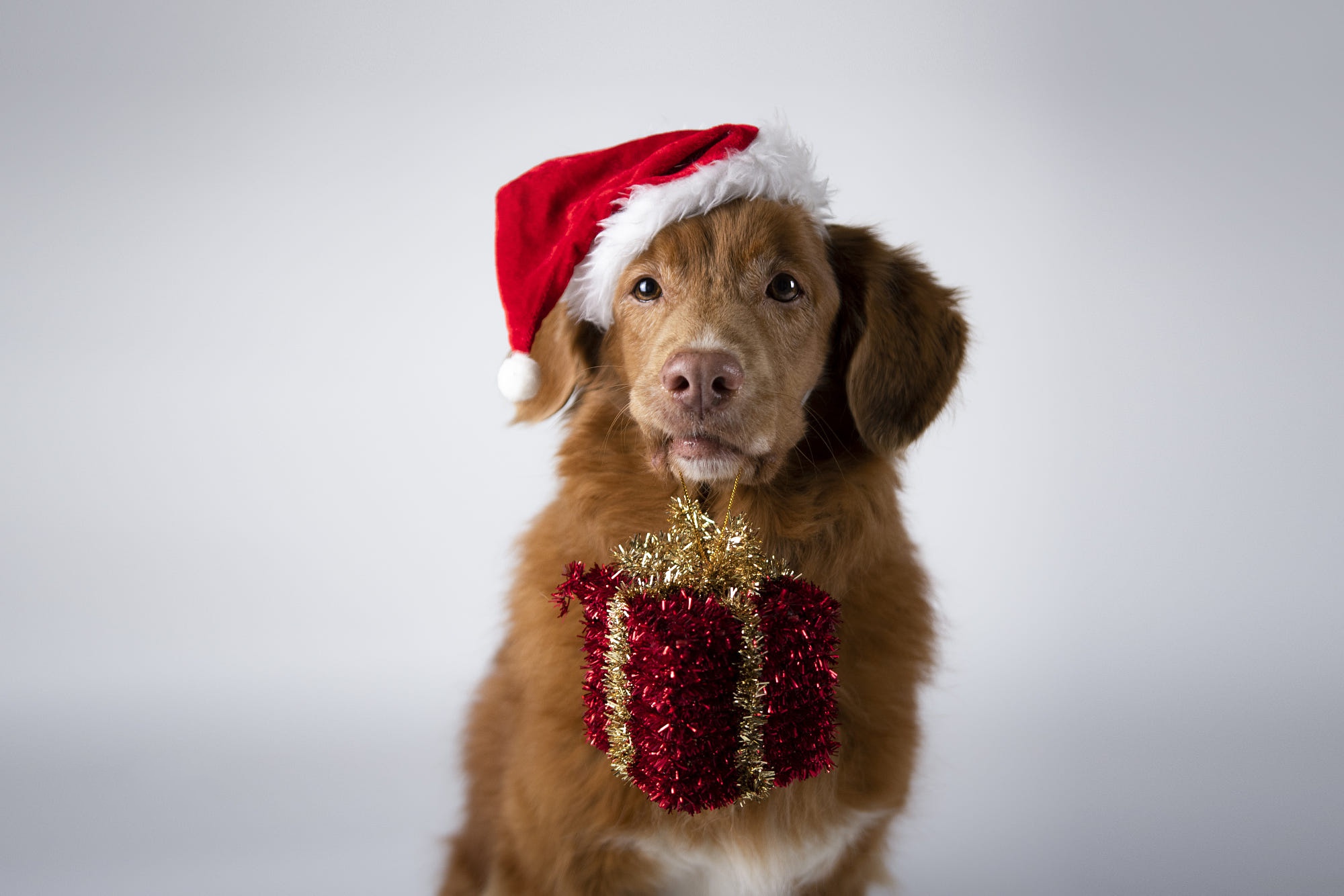 Download mobile wallpaper Dogs, Dog, Animal, Gift, Santa Hat for free.