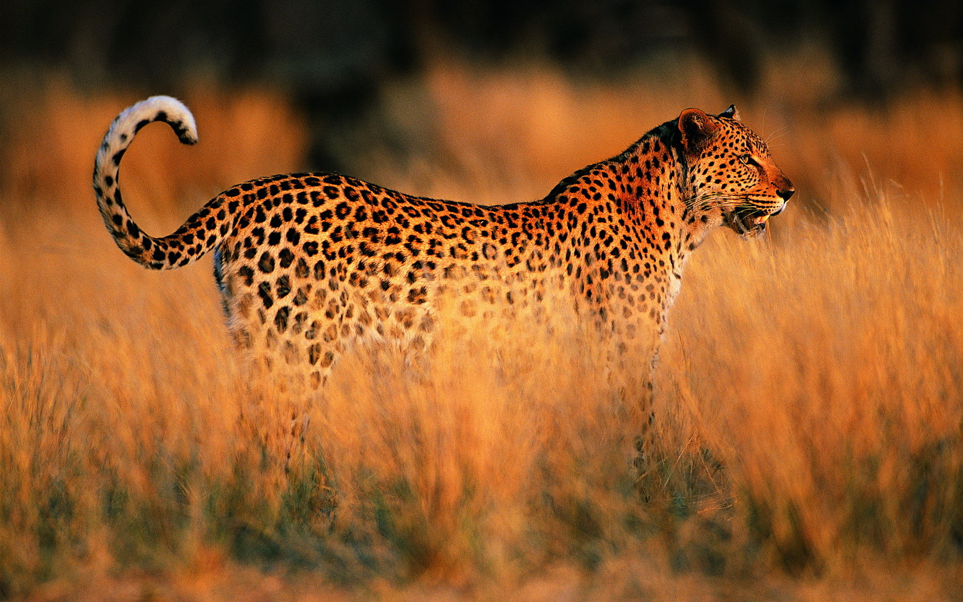 Baixar papel de parede para celular de Leopardo, Gatos, Animais gratuito.