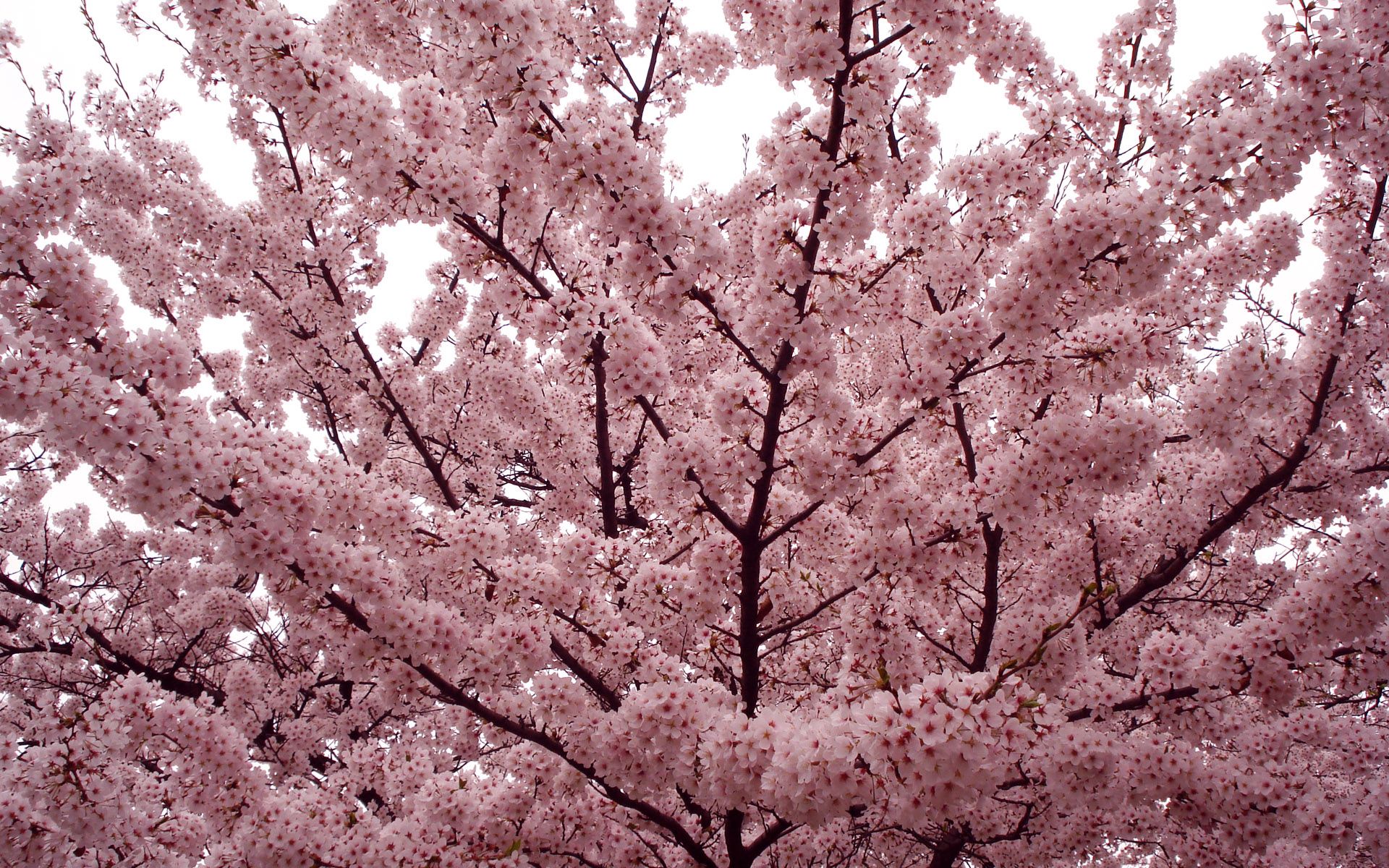 Скачать обои бесплатно Дерево, Ветки, Цветы, Цветение, Настроение, Весна картинка на рабочий стол ПК