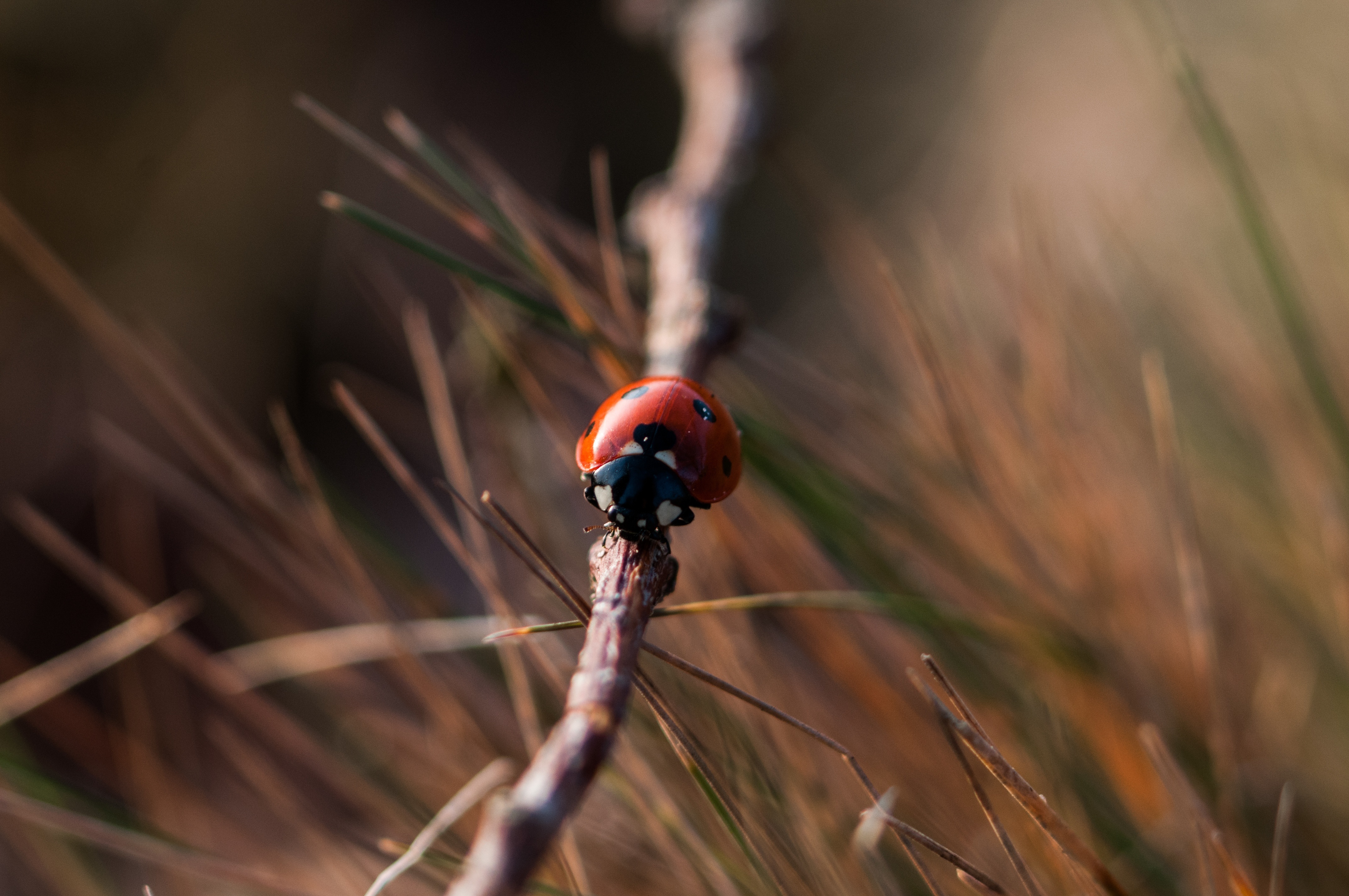 Mobile wallpaper ladybug, macro, close up, insect, ladybird