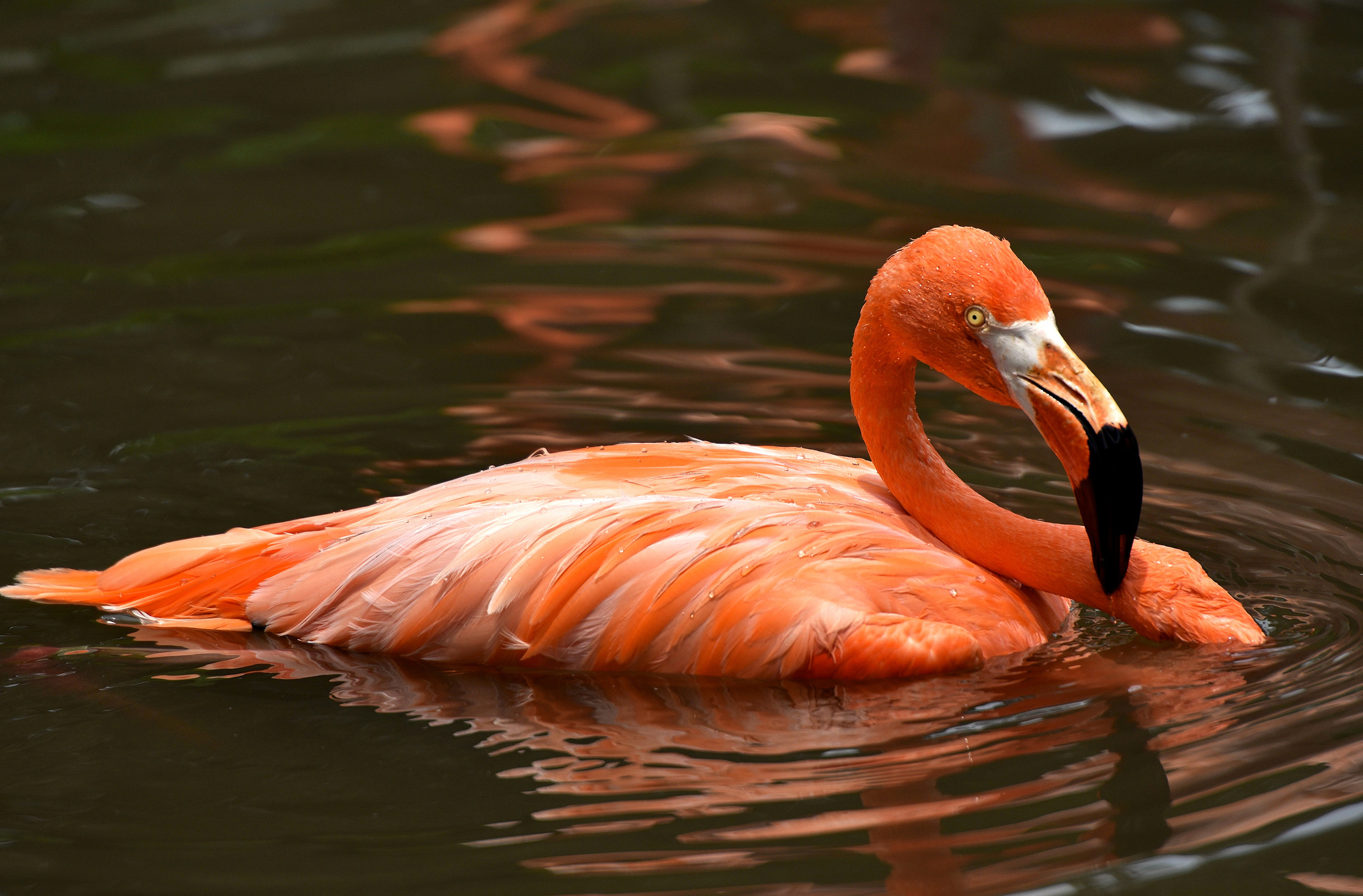 Handy-Wallpaper Tiere, Vögel, Wasser, Flamingo, Vogel kostenlos herunterladen.