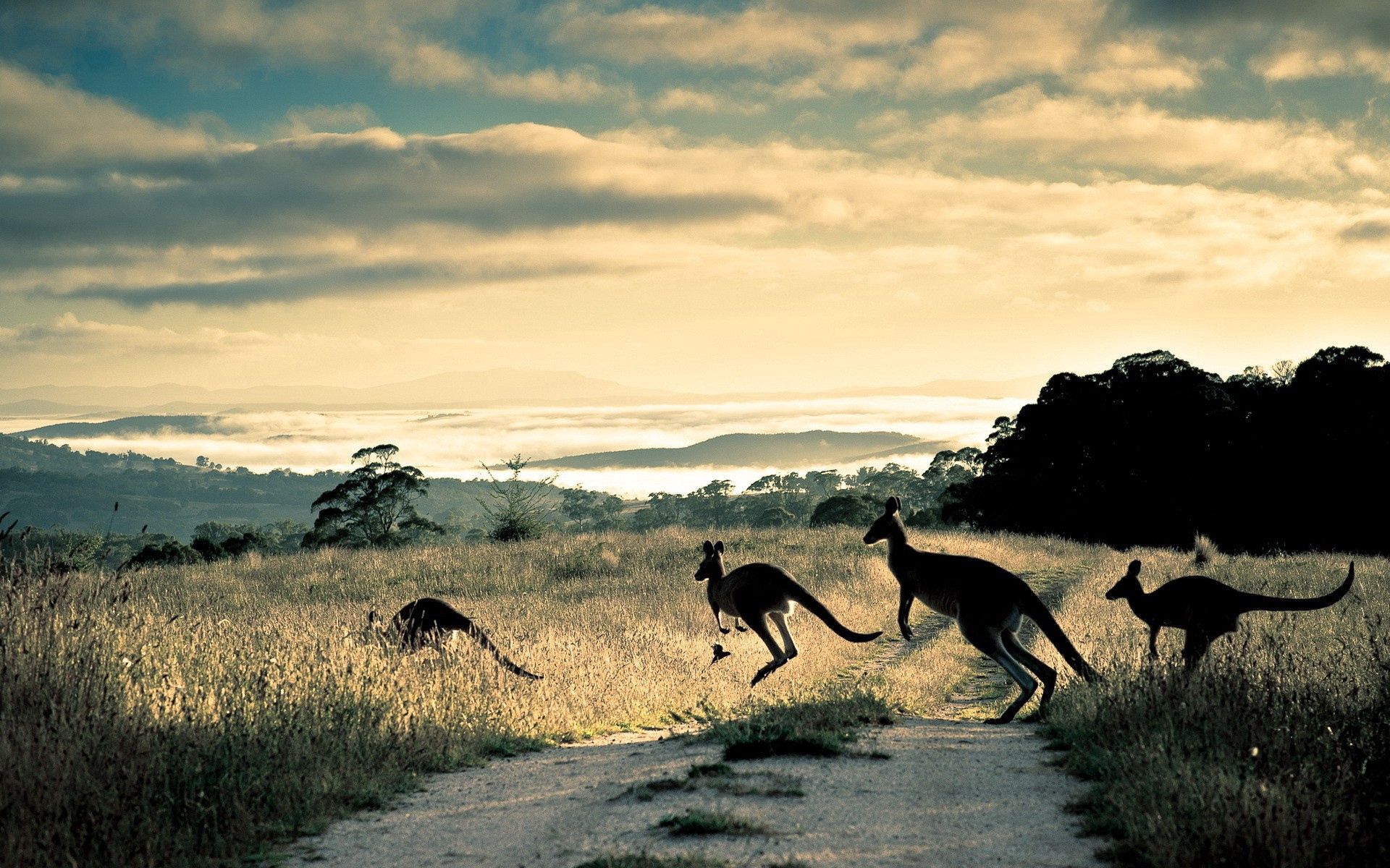 104744 Hintergrundbild herunterladen kangaroo, tiere, grass, pfad, springen, weg - Bildschirmschoner und Bilder kostenlos