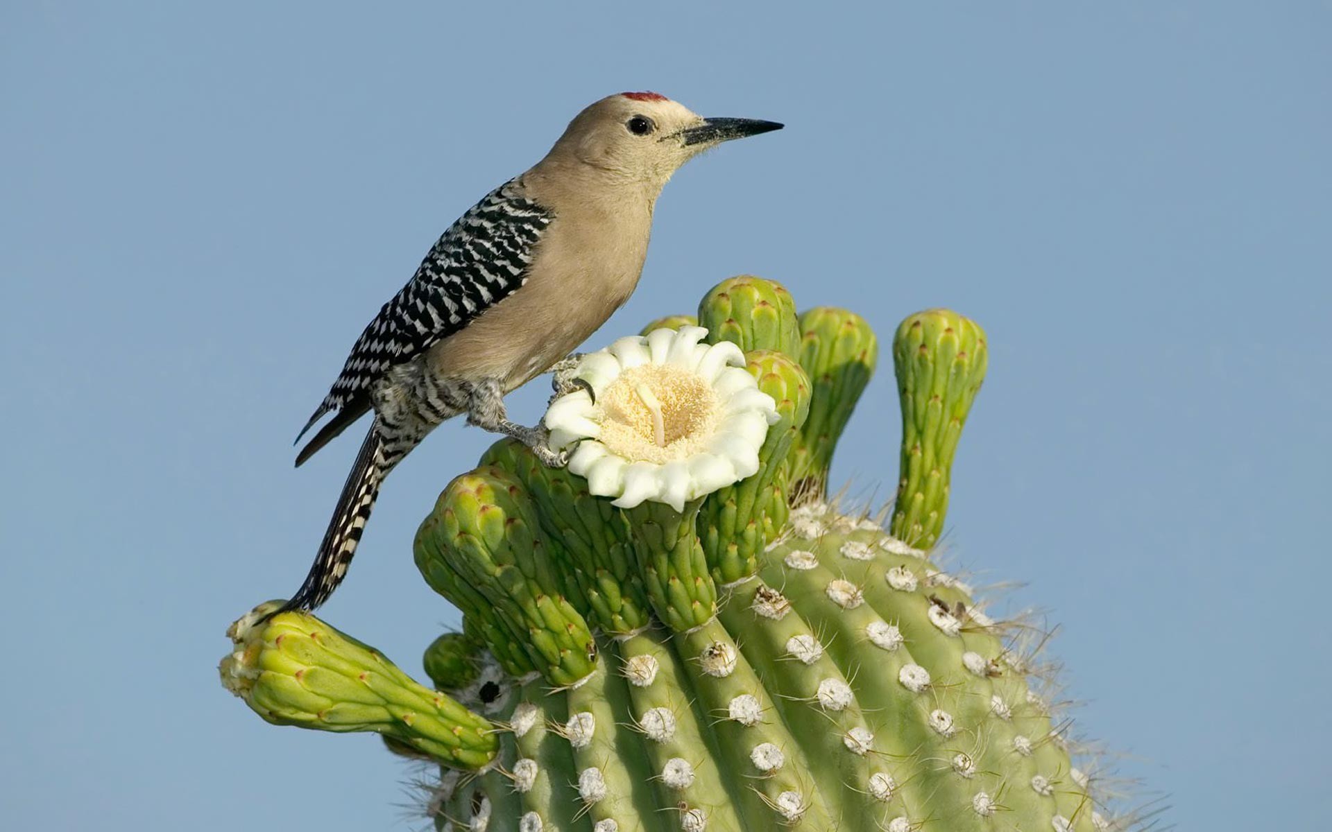 flower, plant, animal, bird, cactus, gila woodpecker, birds