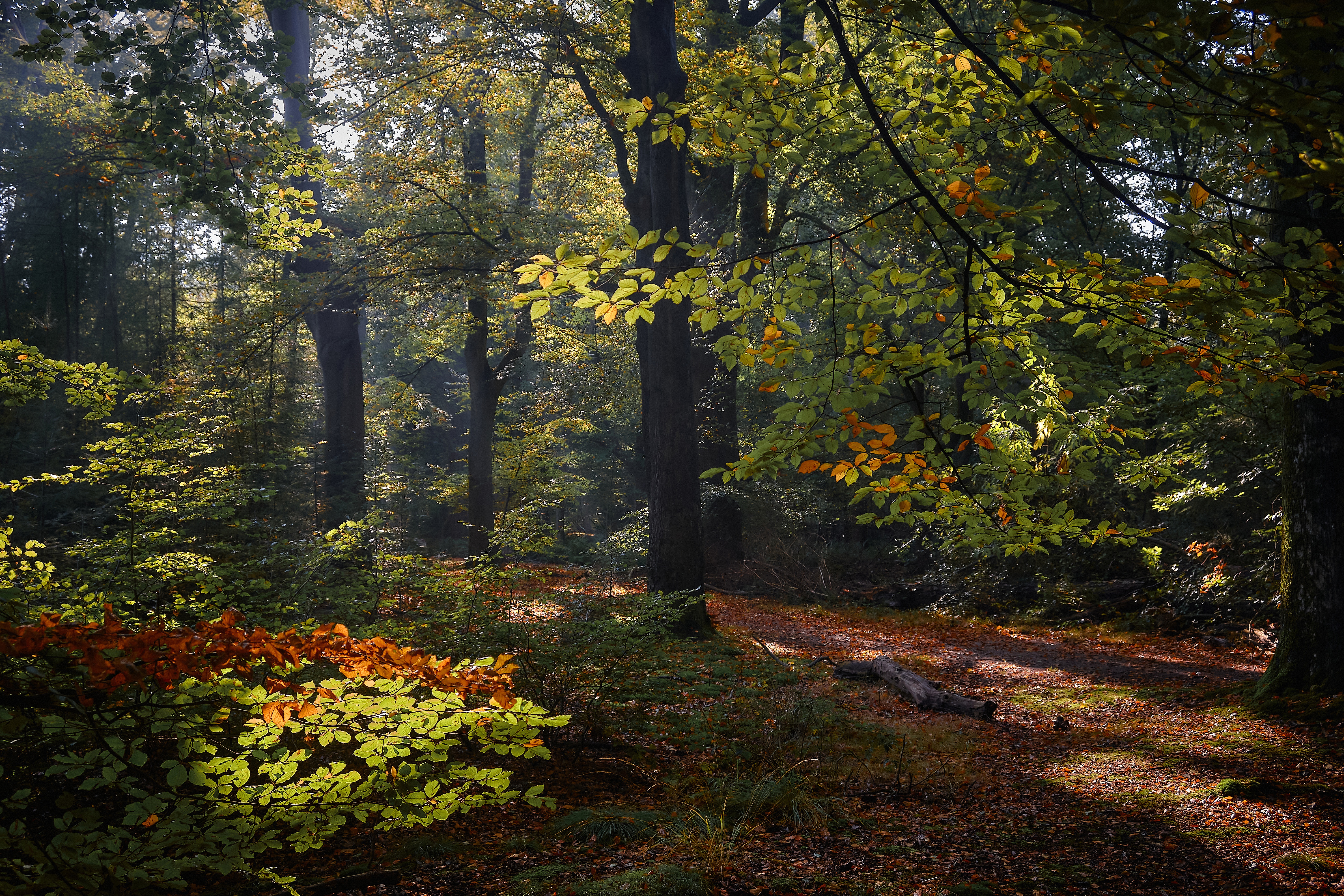 Download mobile wallpaper Forest, Fall, Earth, Netherlands for free.