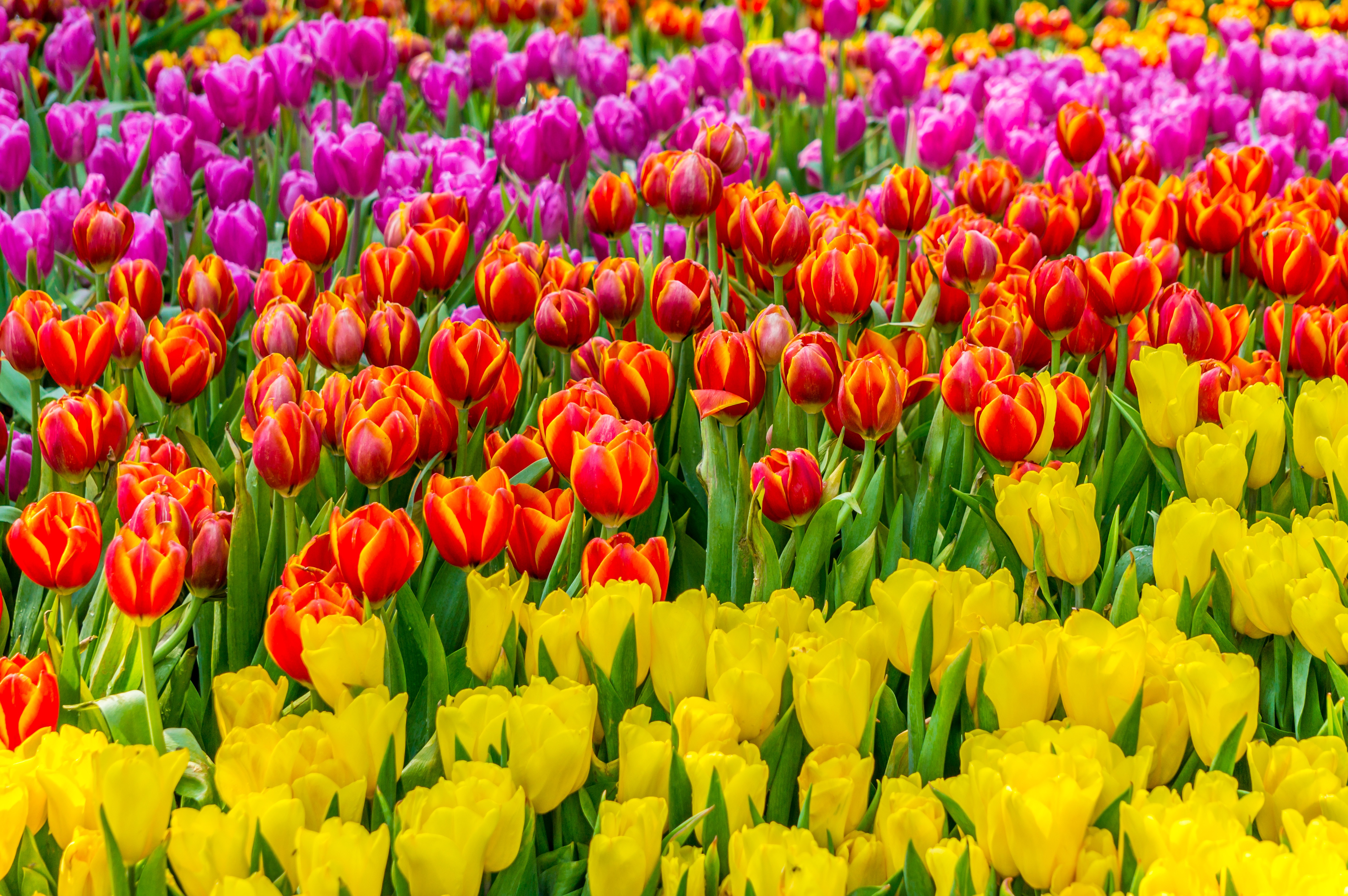 Free download wallpaper Nature, Flowers, Summer, Flower, Earth, Tulip, Yellow Flower, Pink Flower, Orange Flower on your PC desktop