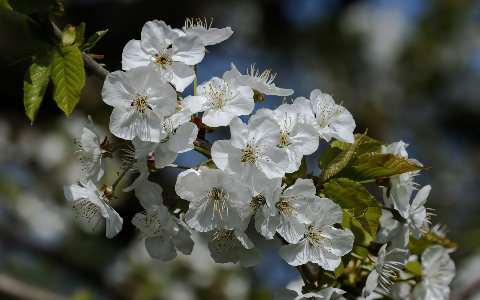 Download mobile wallpaper Sakura, Earth, White Flower, Blossom for free.