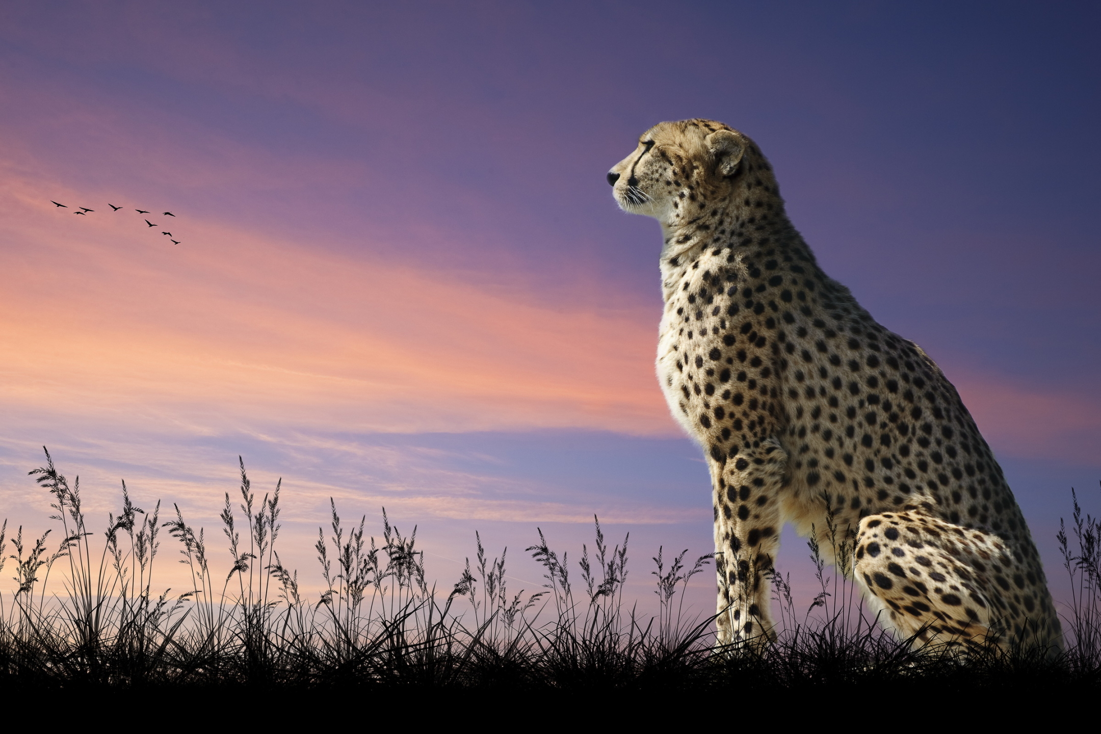 Download mobile wallpaper Cats, Cheetah, Animal for free.