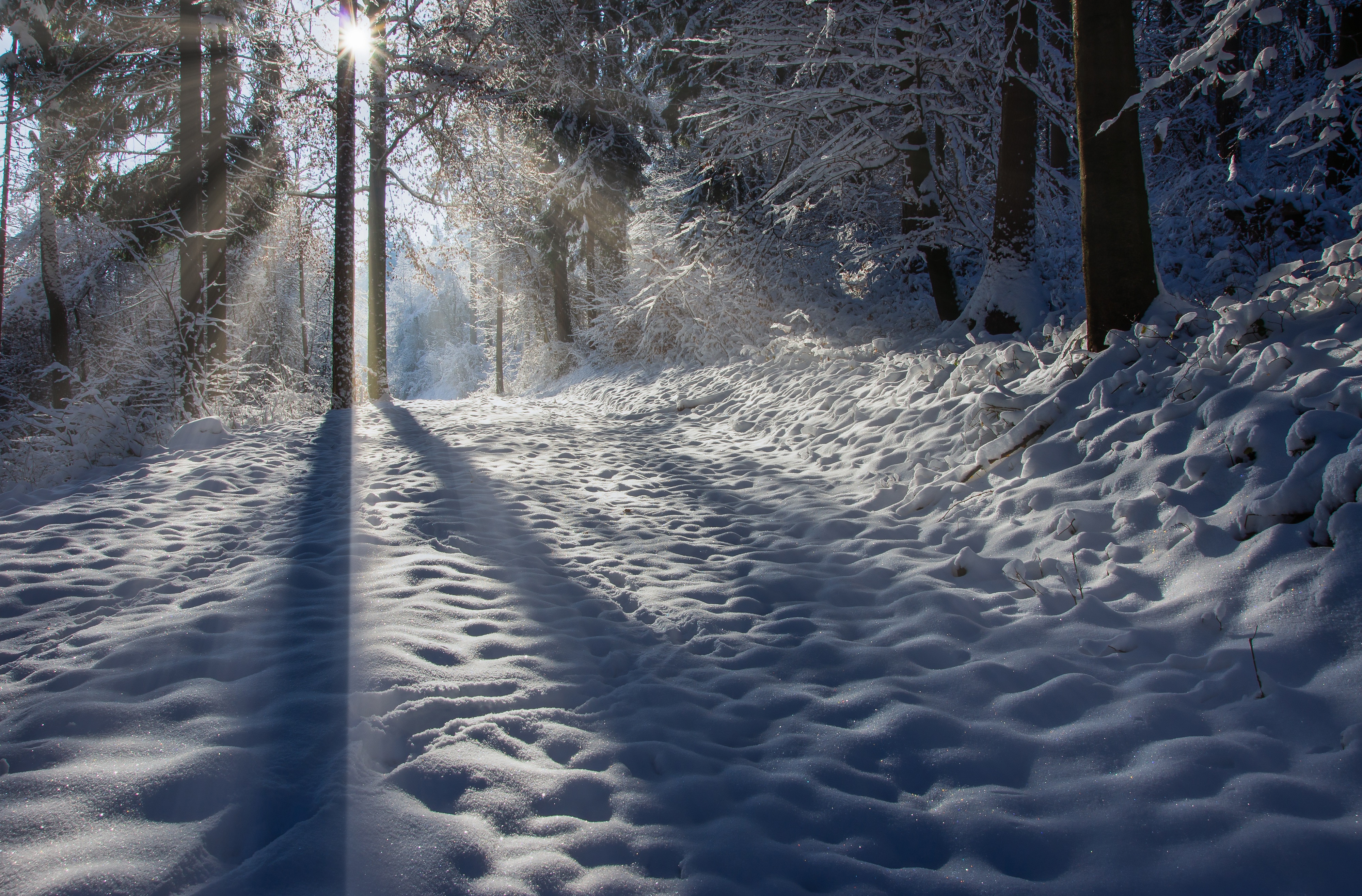 Download mobile wallpaper Winter, Snow, Forest, Earth, Path, Frost, Sunbeam, Pine Tree for free.