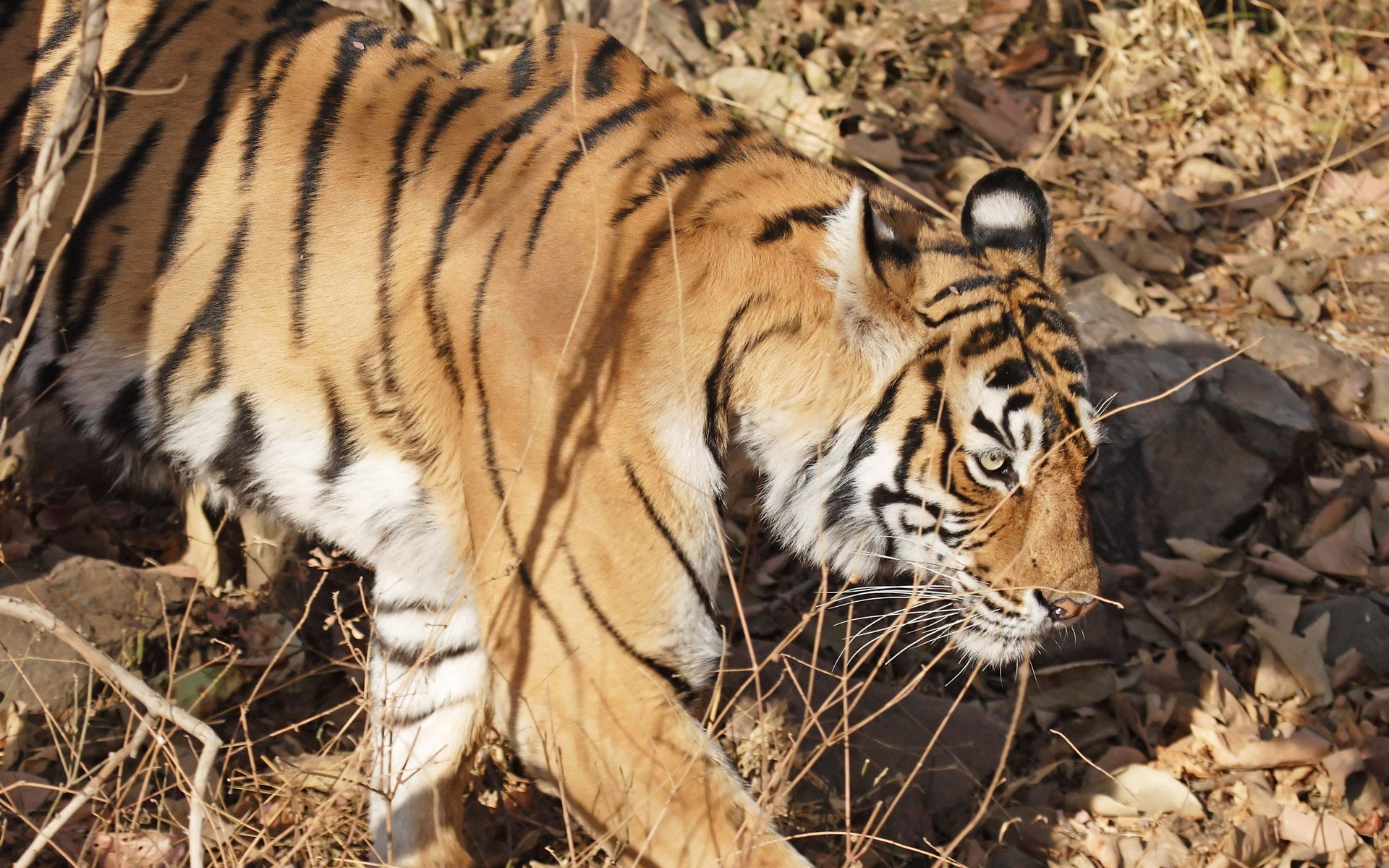 Descarga gratuita de fondo de pantalla para móvil de Gatos, Animales, Tigre.